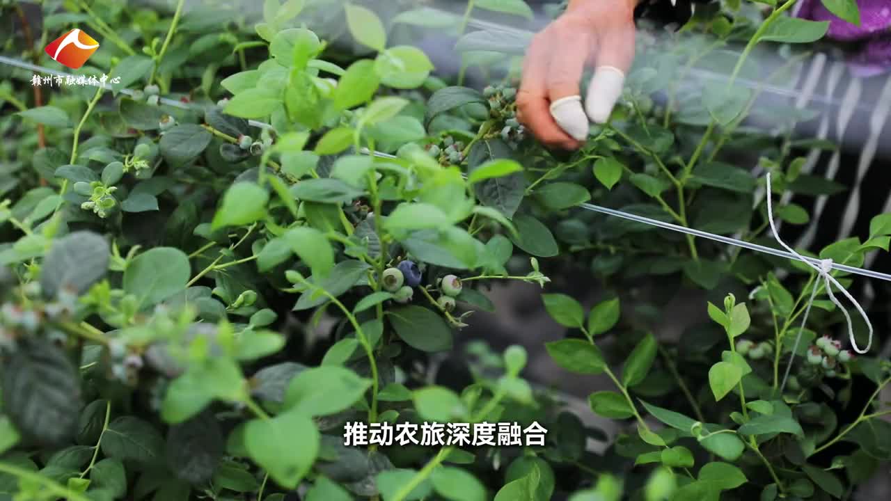 美味“蓝”不住，来赣县区储潭镇一起相约“莓”好时光！