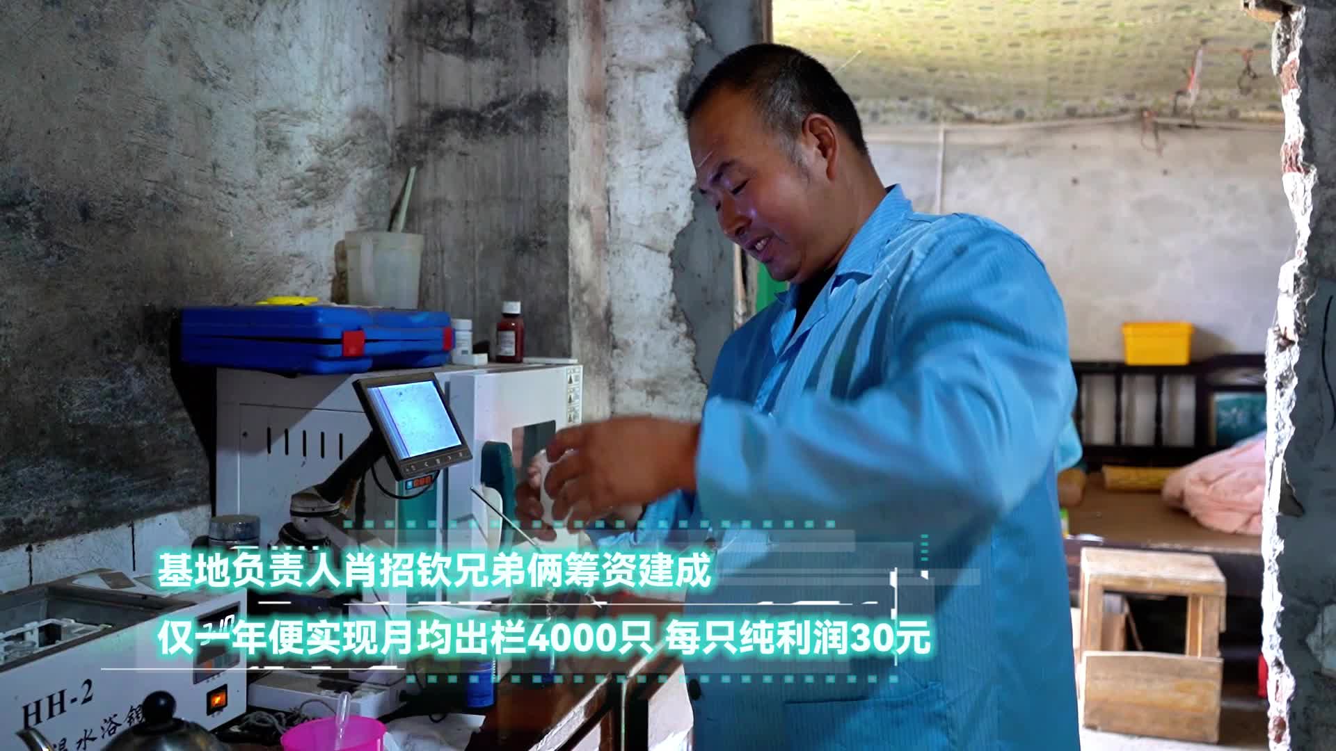 智能养兔，走出乡村致富路
智能养兔，走出乡村致富路

