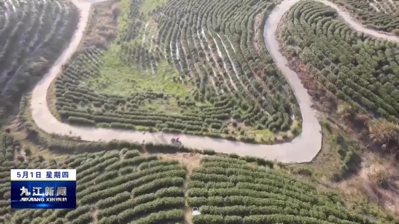 【大美九江】都昌茶山