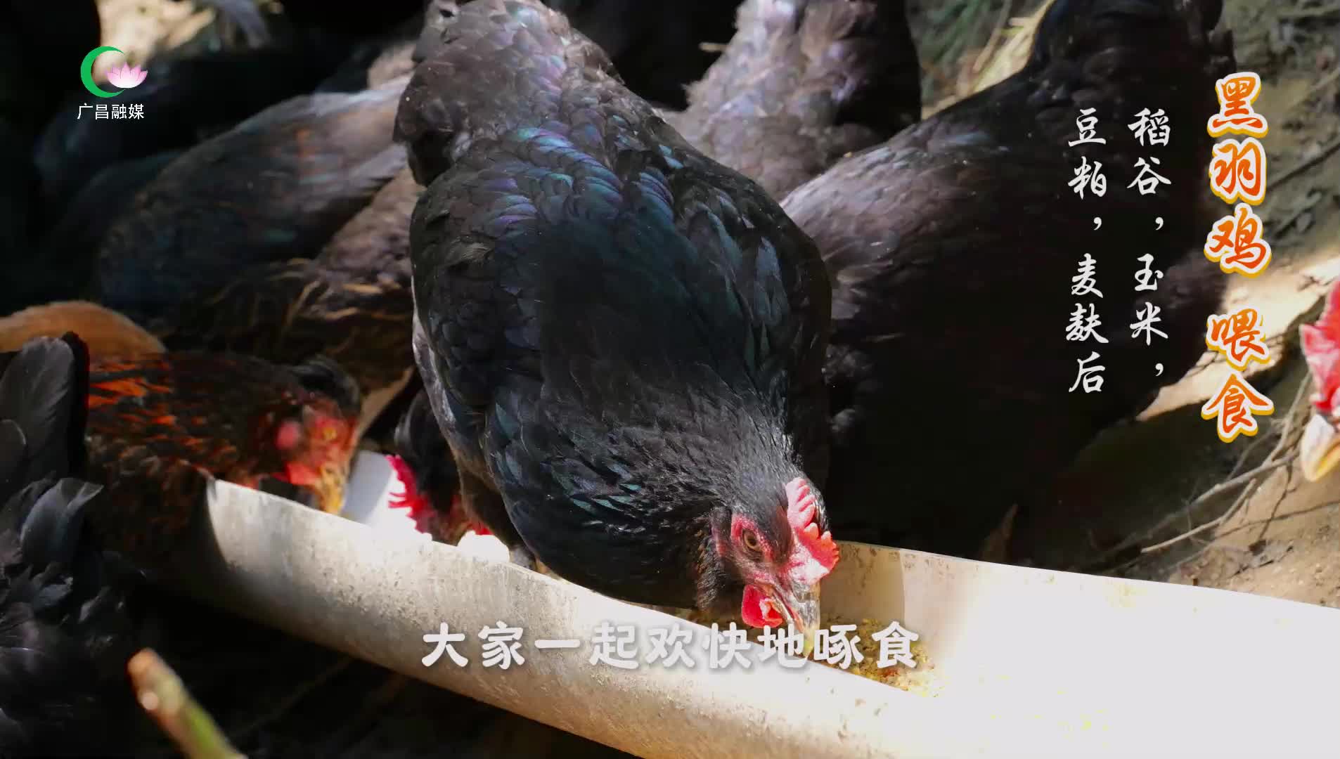绿色生态，塘坊黑羽鸡