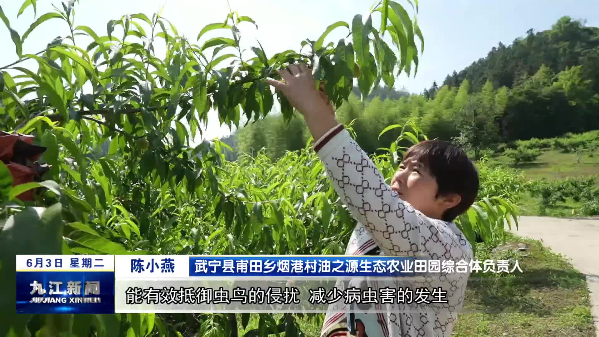 武宁：桃子套袋助丰产 品质提升促增收