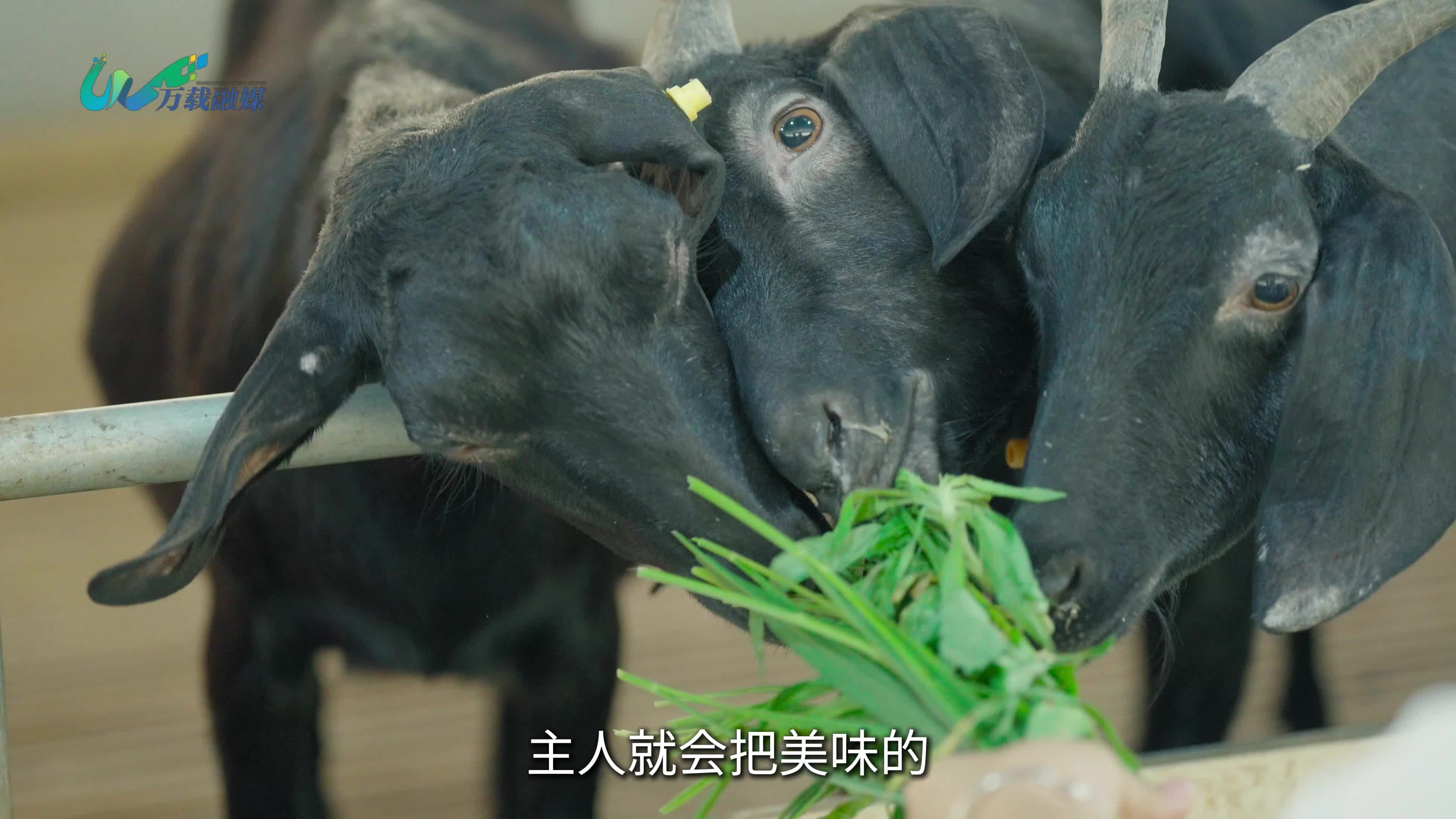 我是一只走出大山的羊