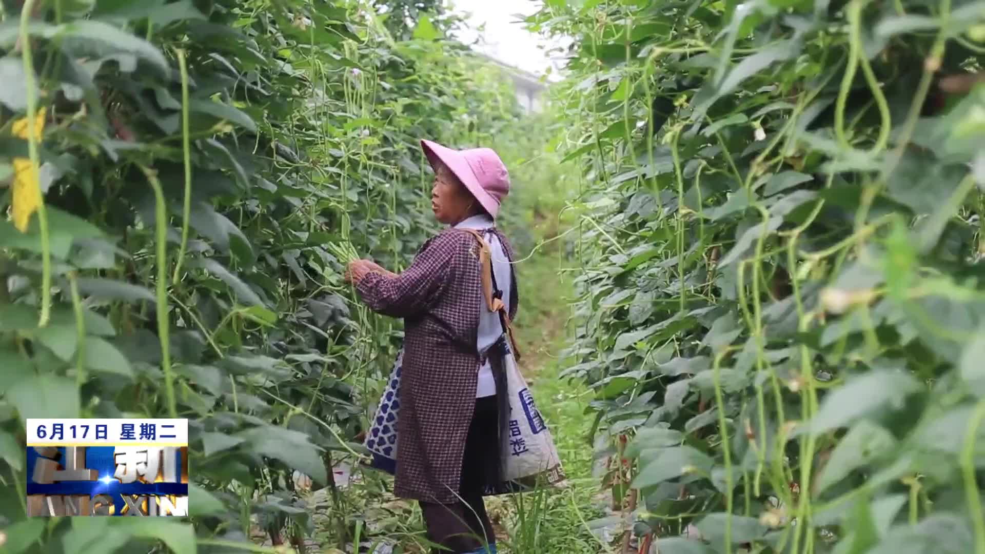 湖口：首种豇豆喜丰收 增收致富乐开颜