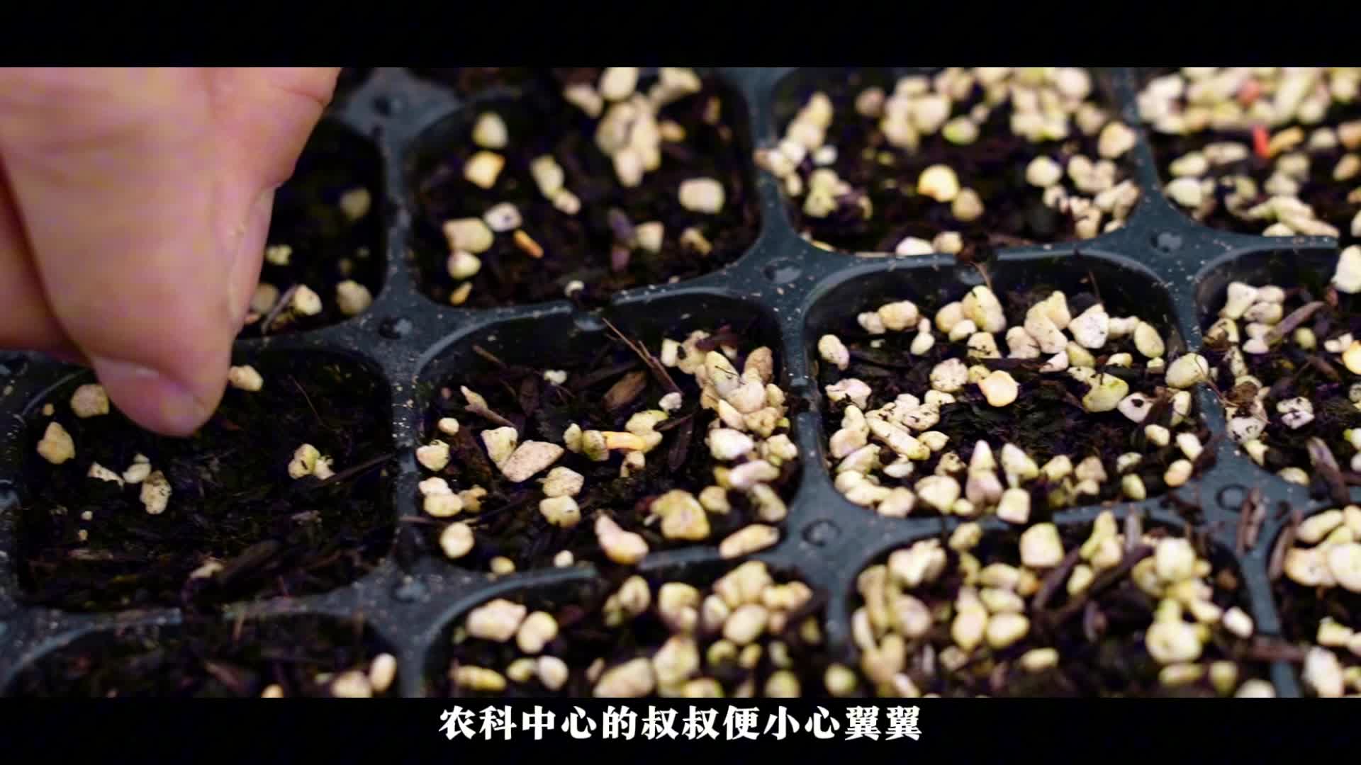 安源辣椒成长记