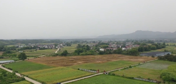 武宁：元胡迎来丰收季 特色种植铺就乡村振兴“黄金路”