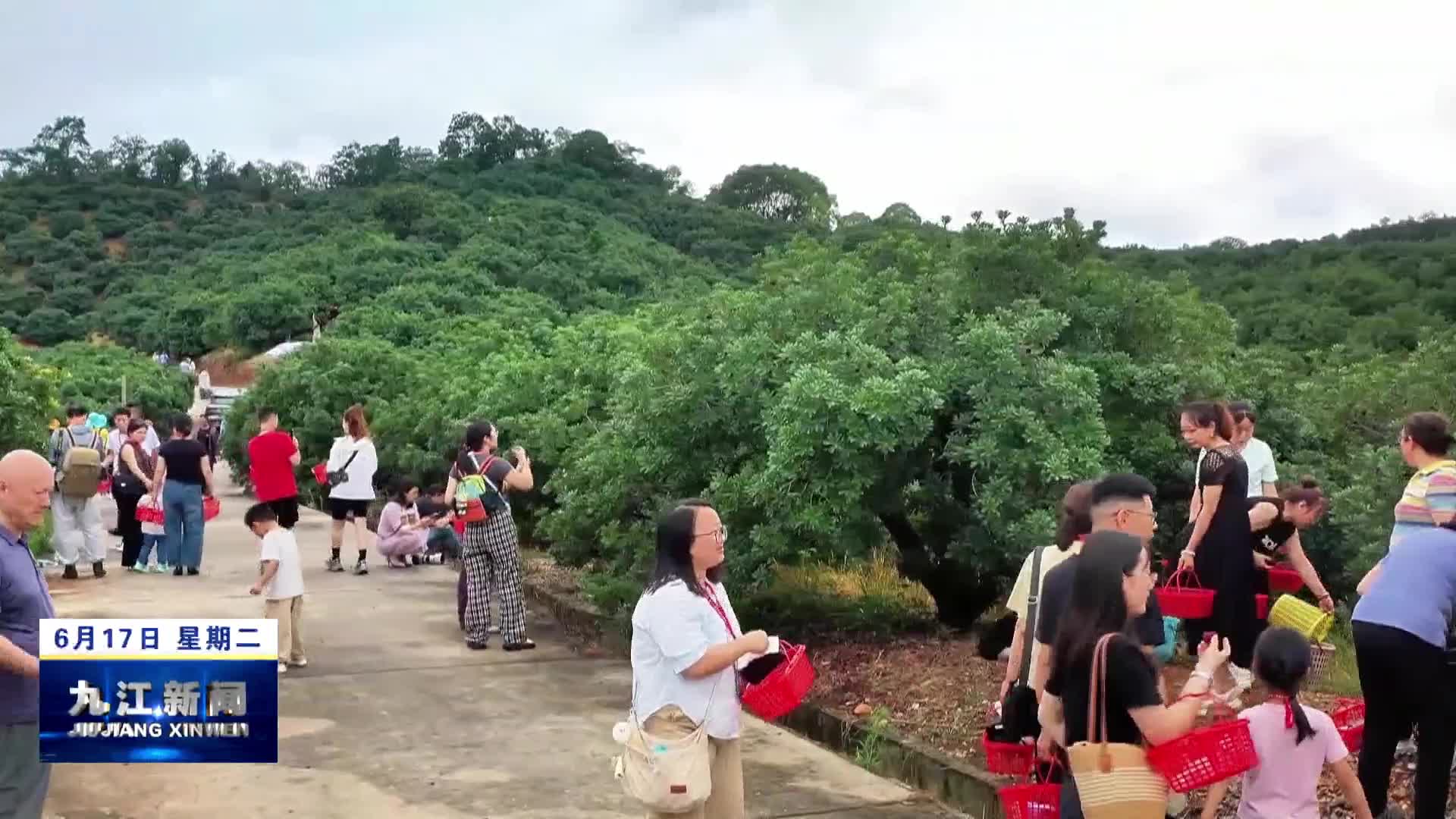 武宁：“杨梅枝头笑 采摘乐陶陶”农旅融合绘就乡村新图景
