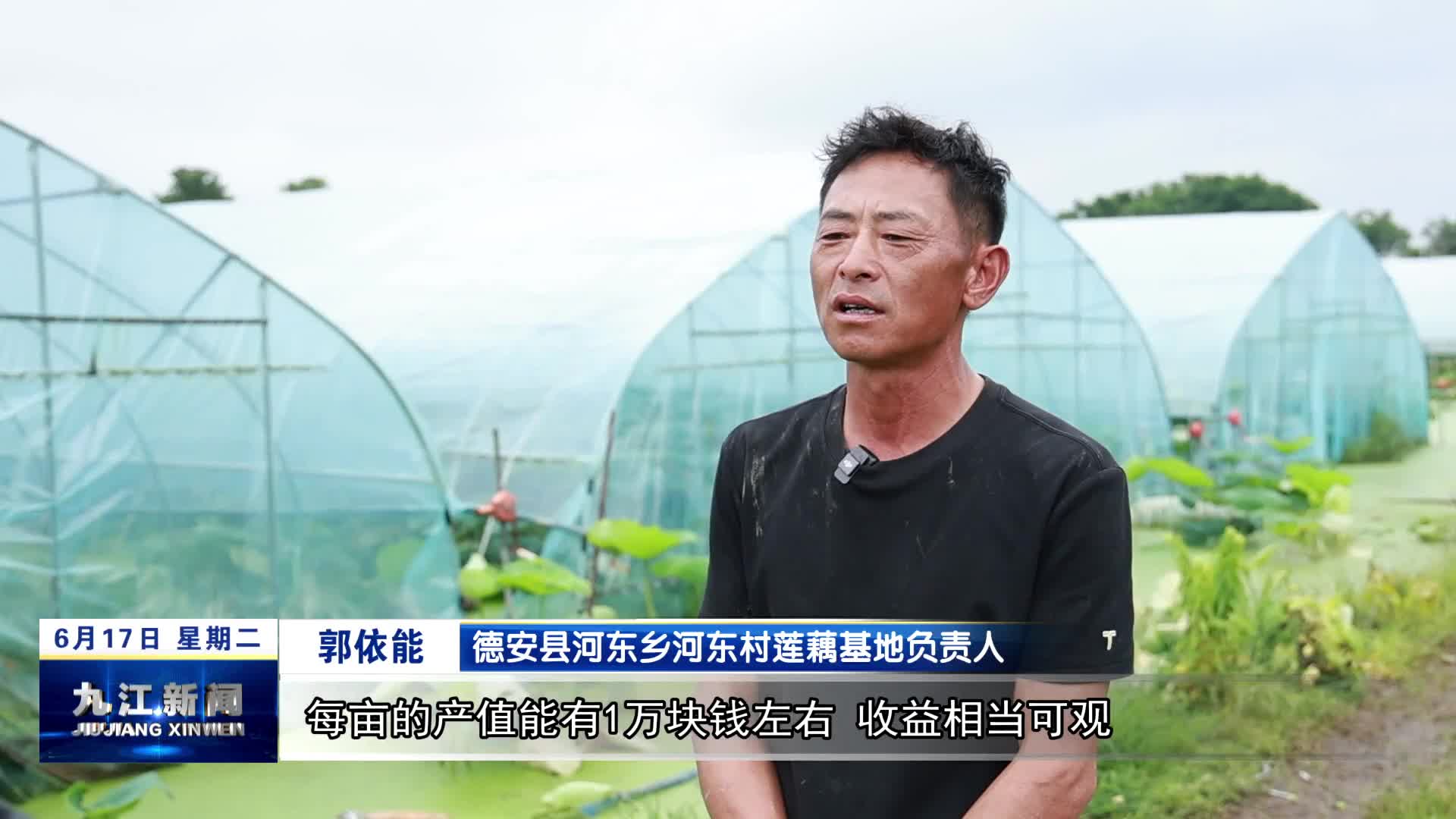 德安：莲藕丰收 “抢鲜”上市
