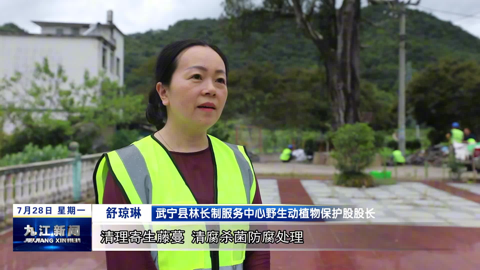 武宁：科学救治千年侧柏 全力守护“绿色活化石”