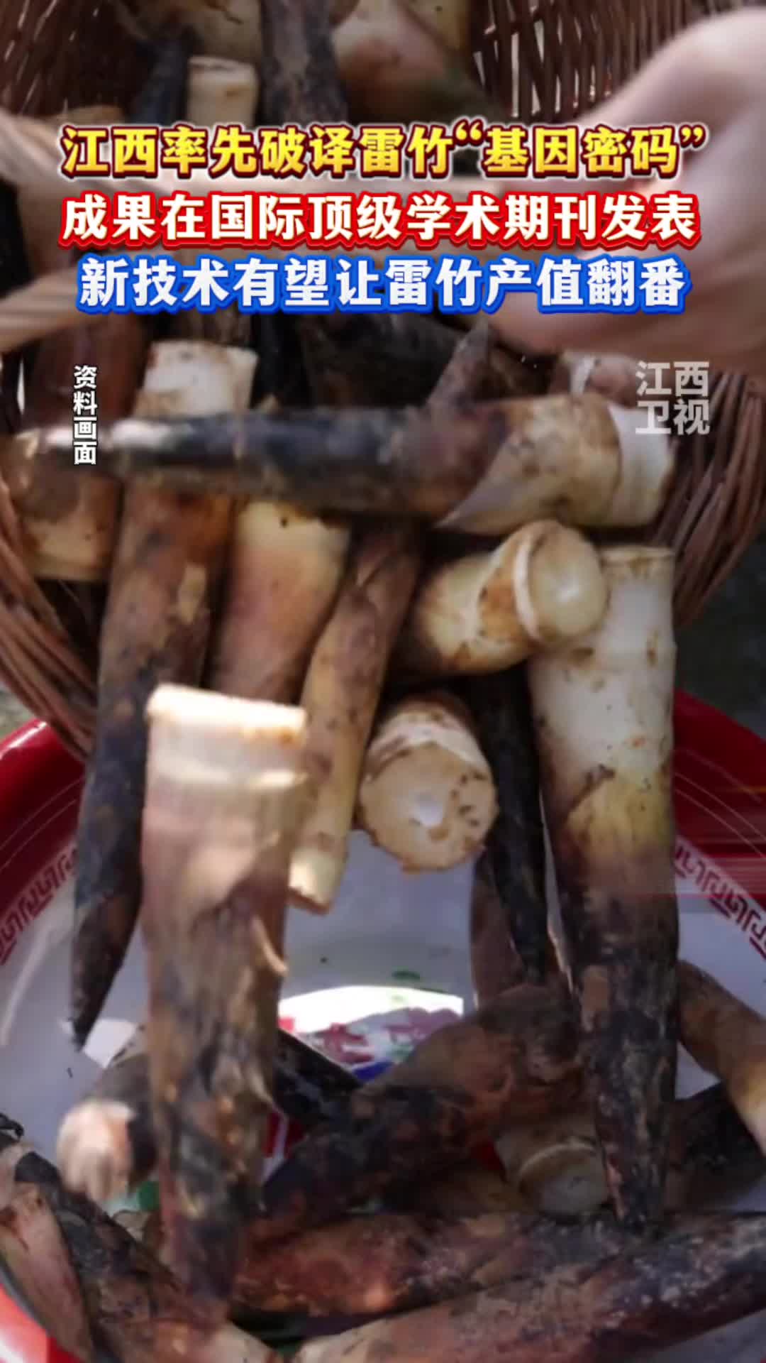 江西率先破译雷竹“基因密码”