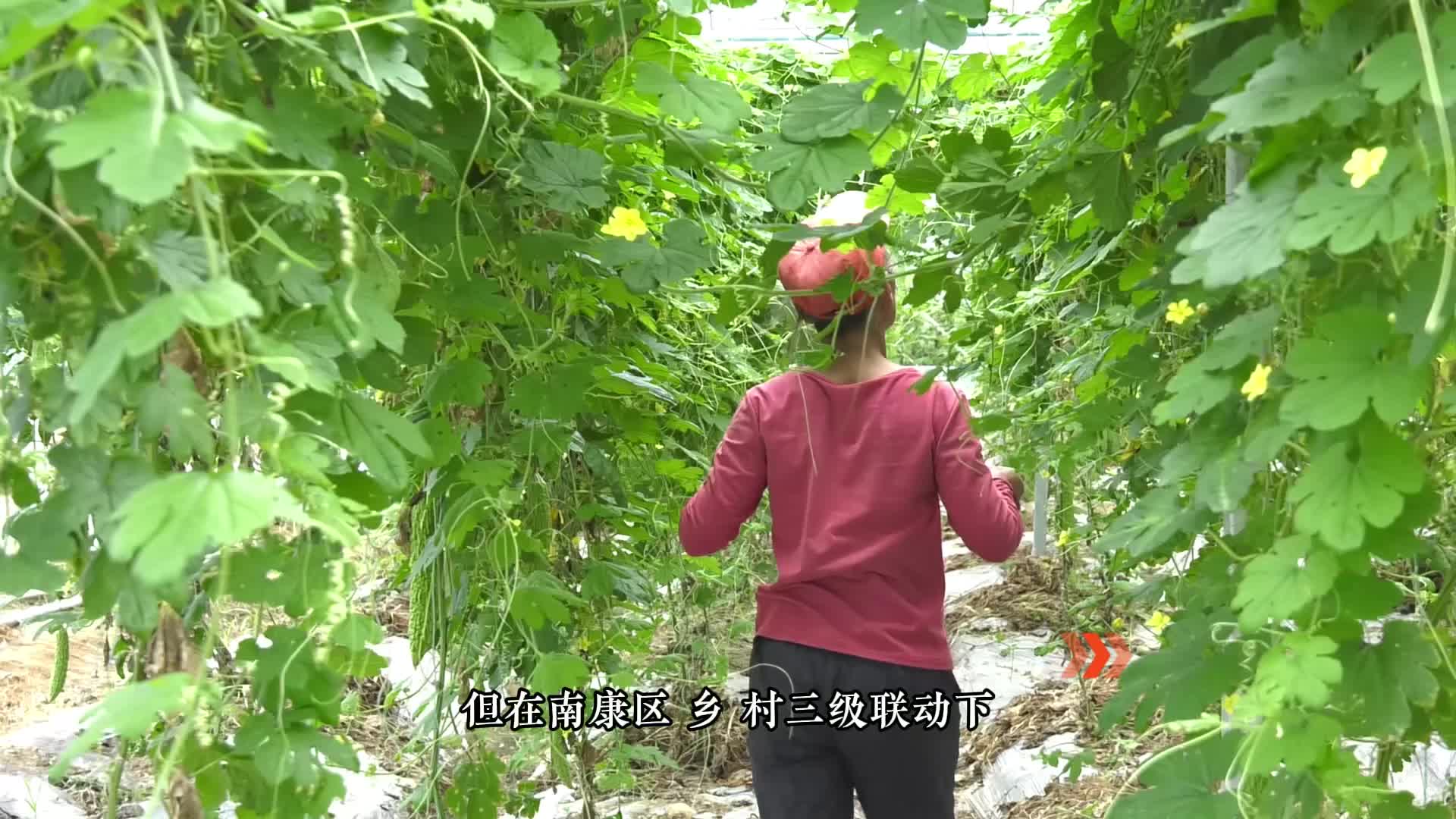 “沉睡大棚”变形记：从滞销花田到瓜果飘香的振兴密码