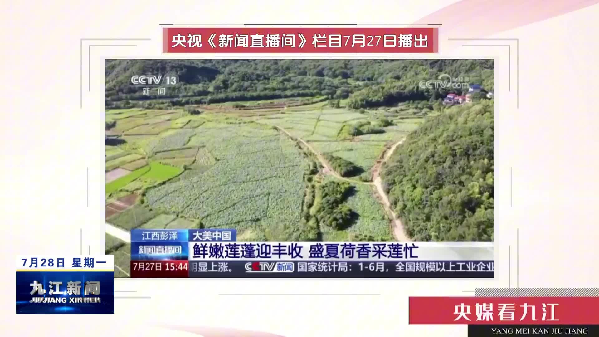 【央媒看九江】大美中国 江西彭泽 鲜嫩莲蓬迎丰收 盛夏荷香采莲忙