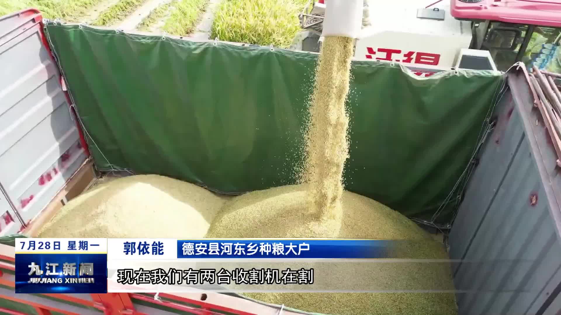 德安：盛夏“双抢”忙  夏收好“丰”景