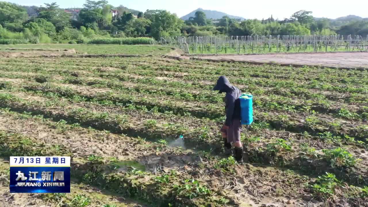 希望的田野 | 武宁县草莓种植户加强夏季苗期管理 科学培育优质种苗