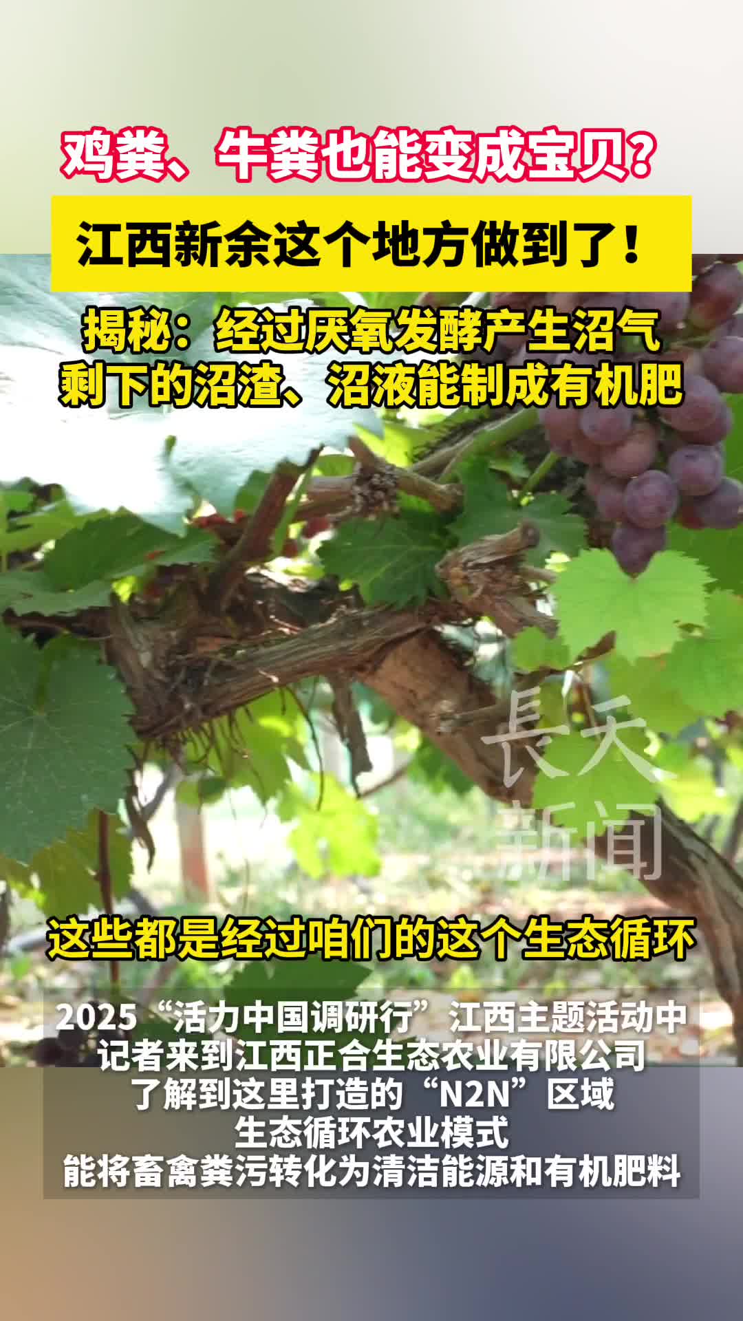 鸡粪、牛粪也能变成宝贝？江西新余这个地方做到了！