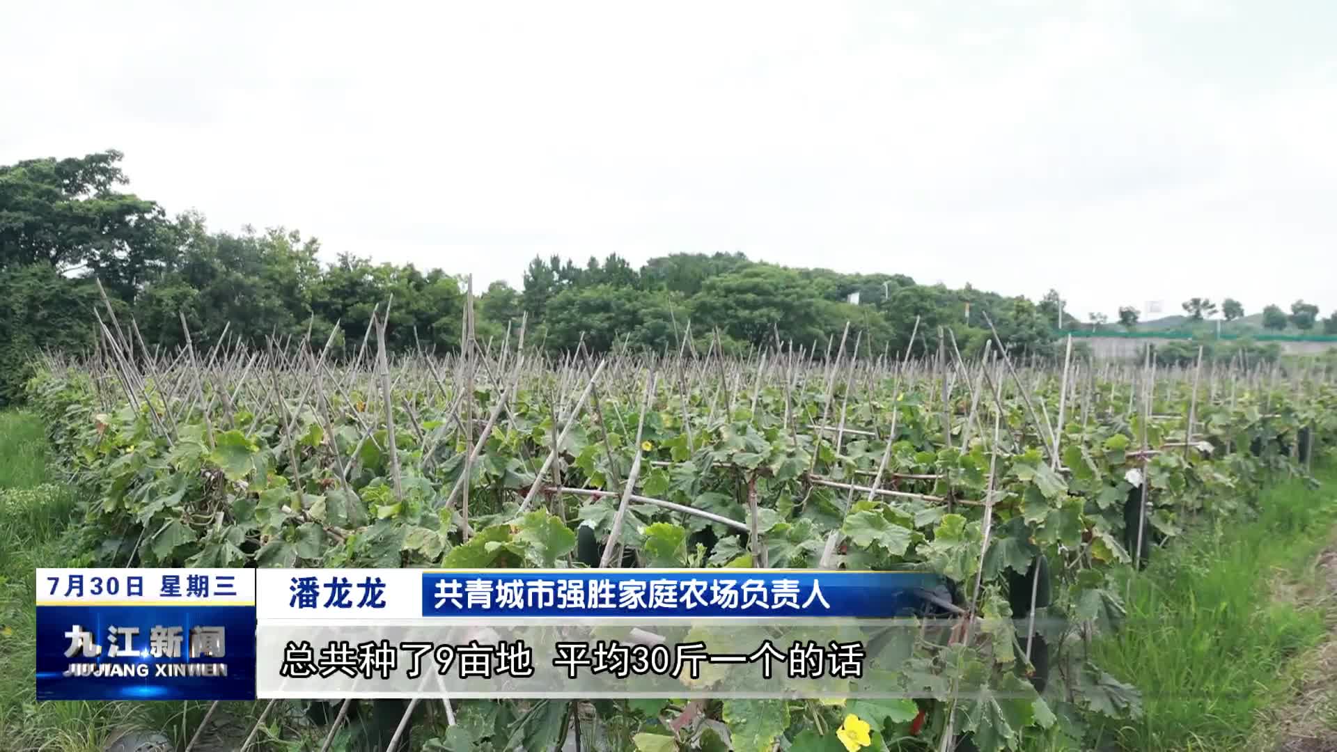 共青城：冬瓜丰收采摘忙