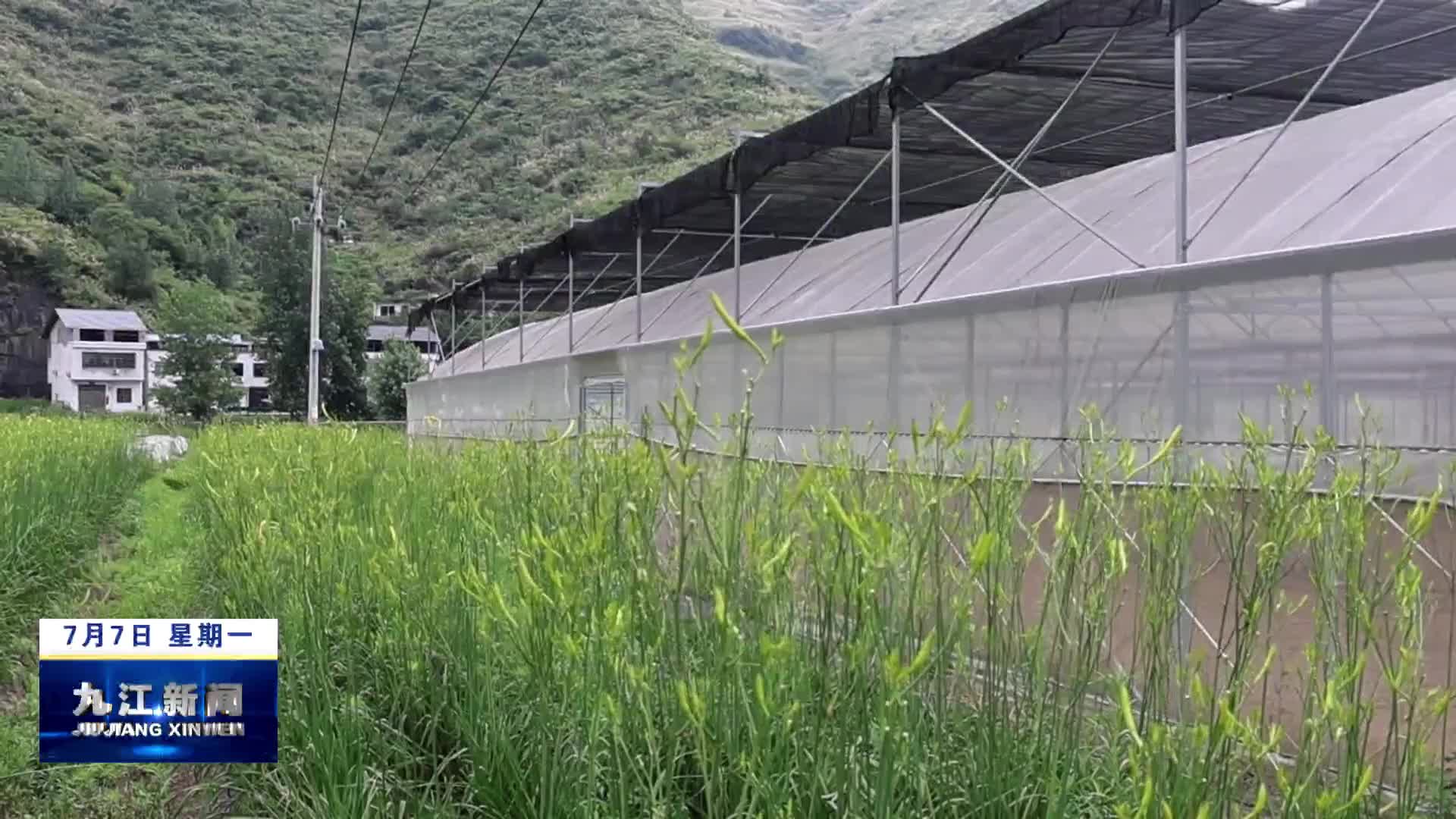 修水：“小黄花”变身“致富花”
