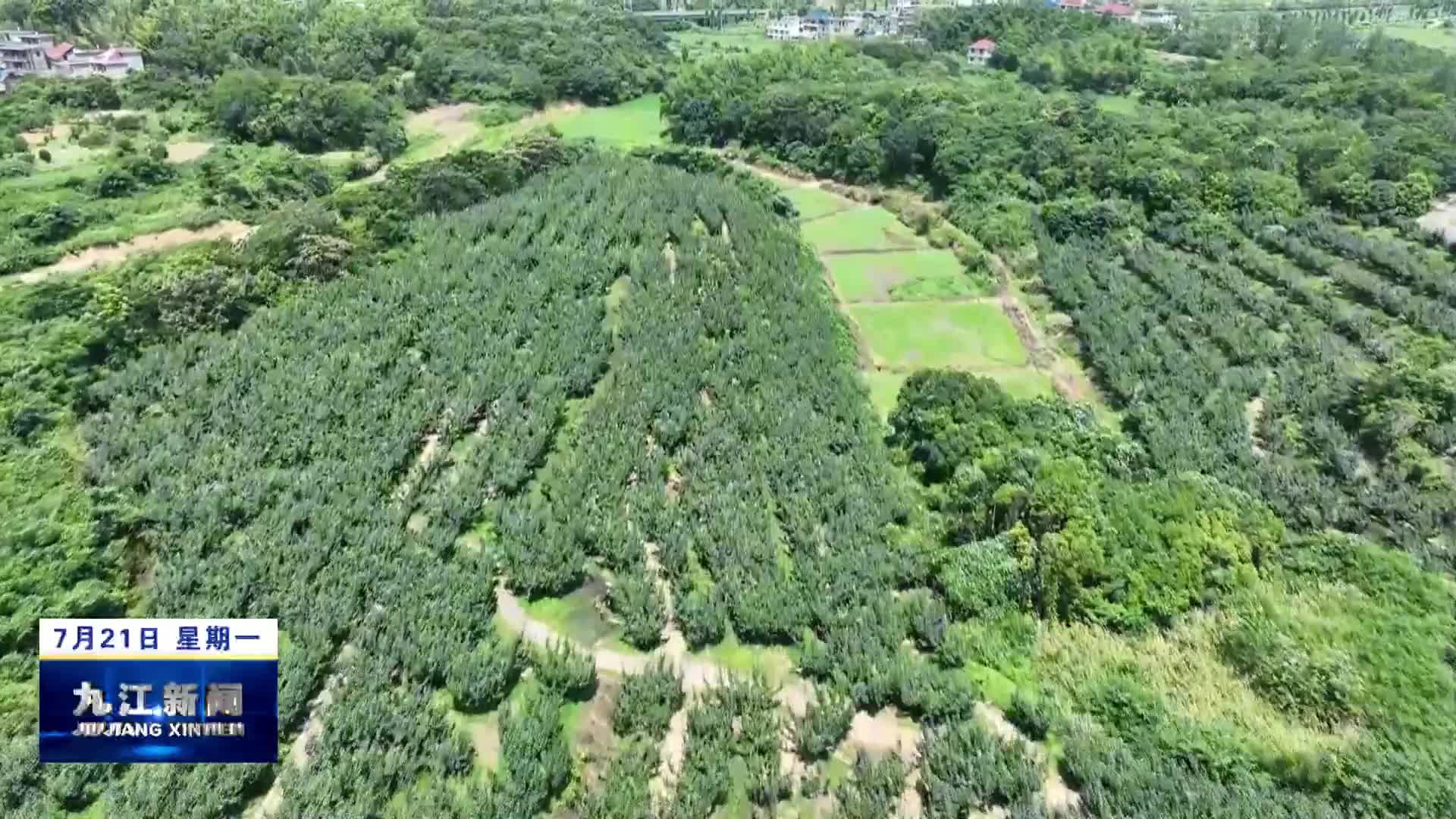 湖口：十年坚守结硕果  凤凰山翠梨香满园