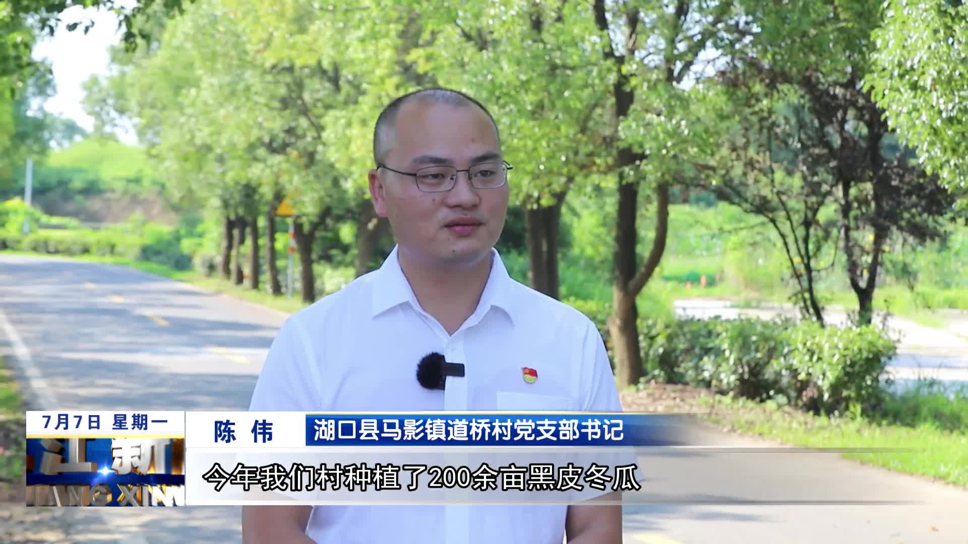 湖口：黑皮冬瓜成致富“金瓜瓜”
