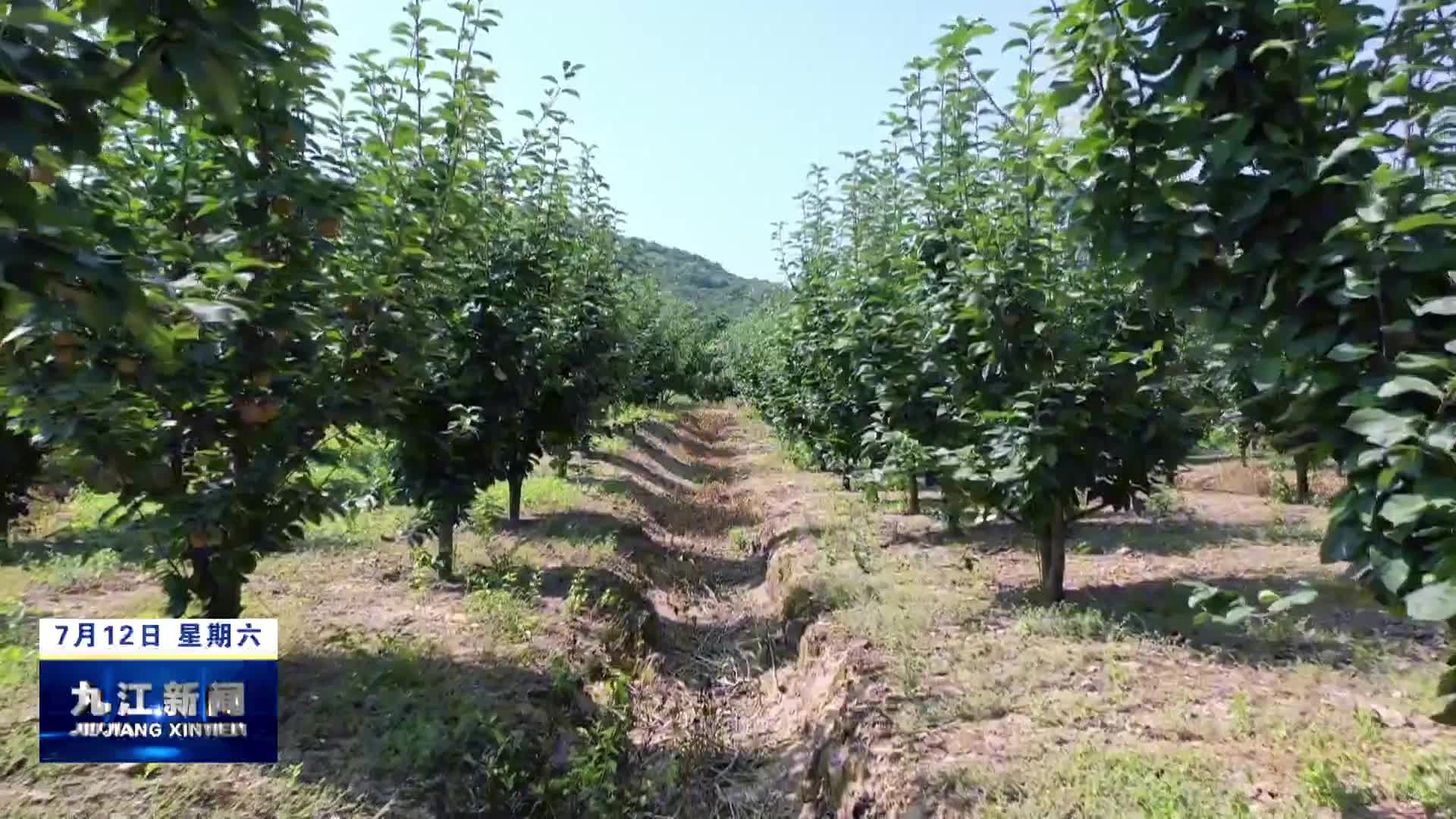 彭泽：早熟梨甜蜜上市