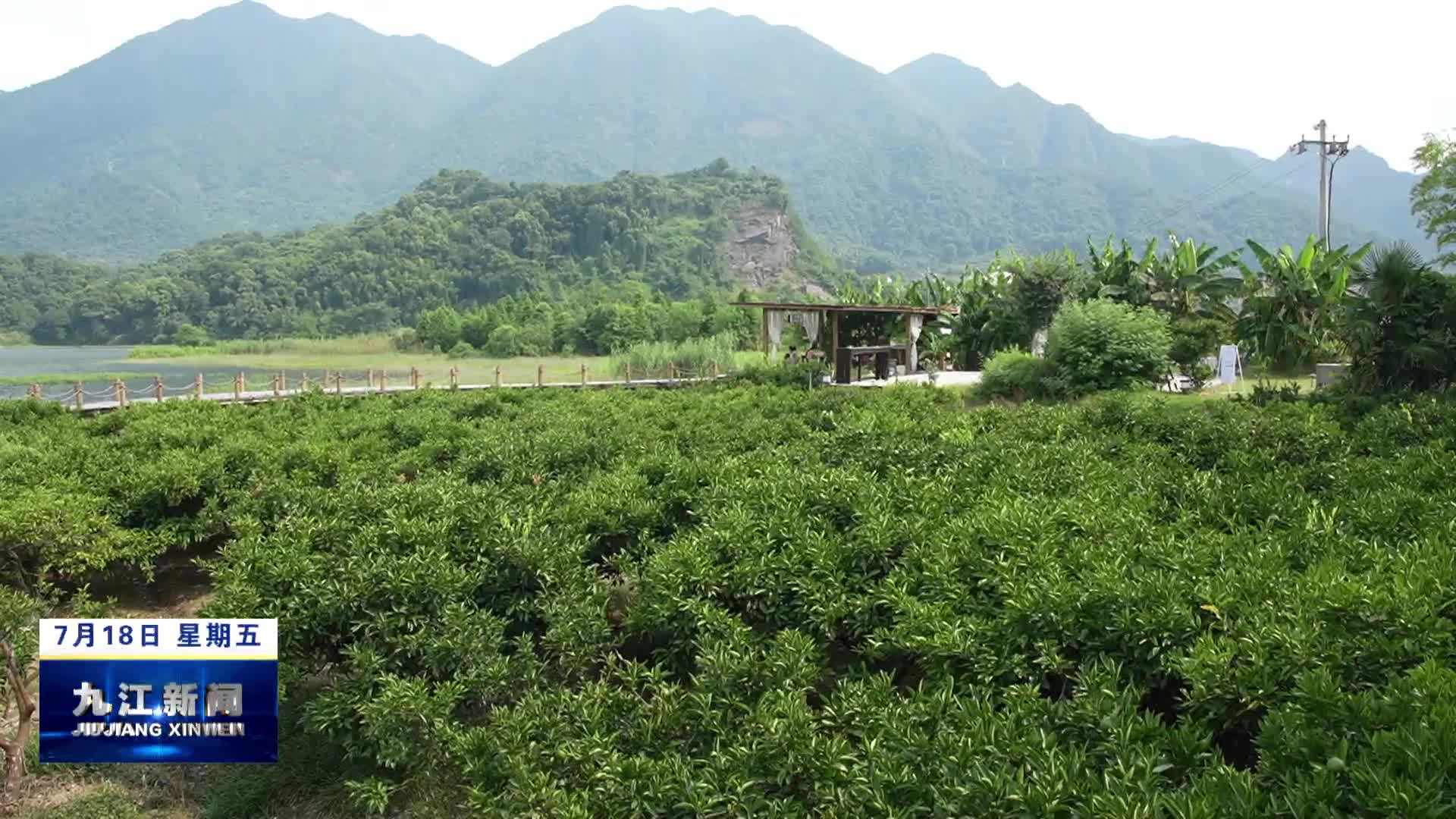 市领导到庐山西海调研民宿产业发展情况