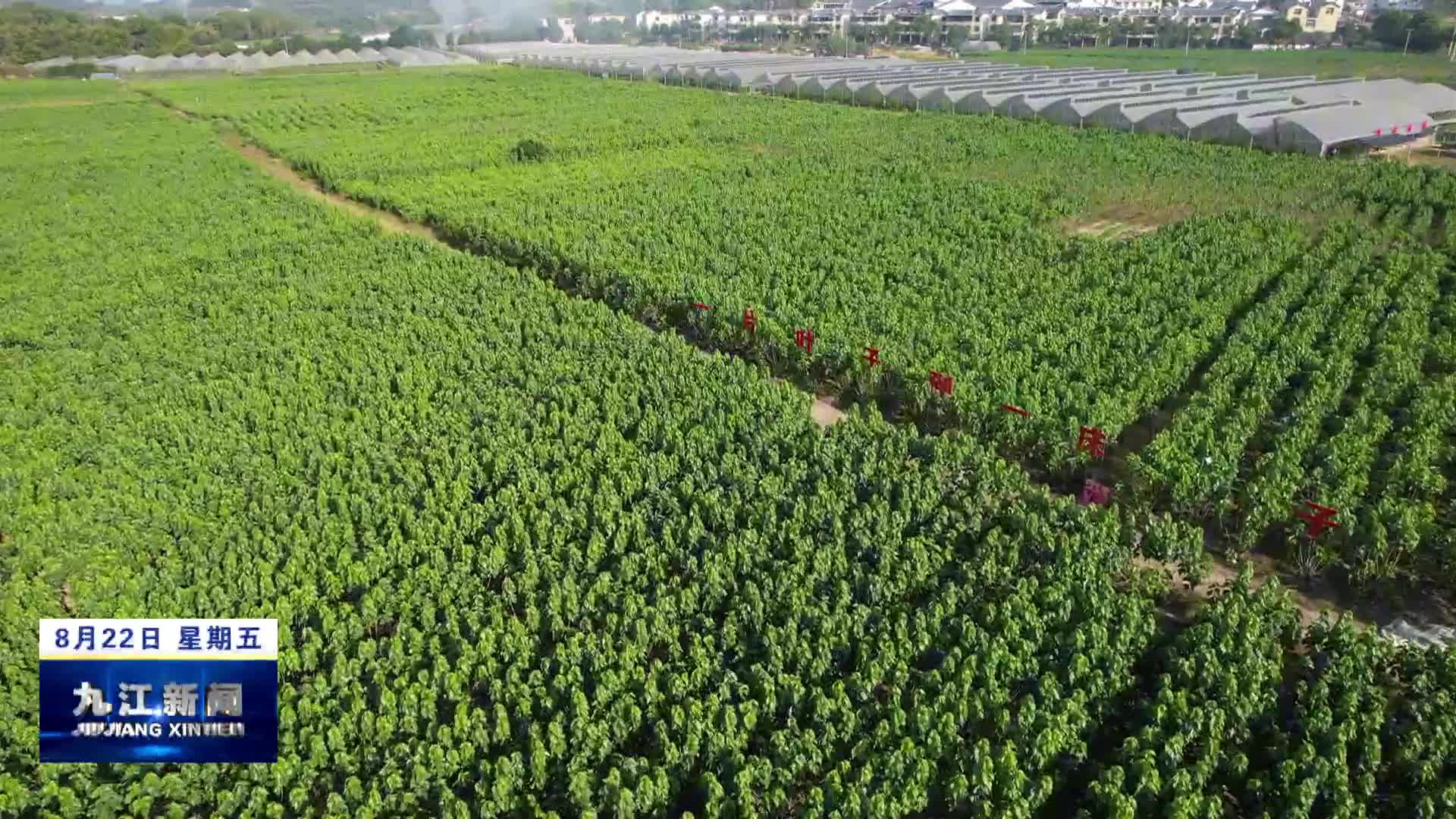 修水：科技赋能蚕种产业升级