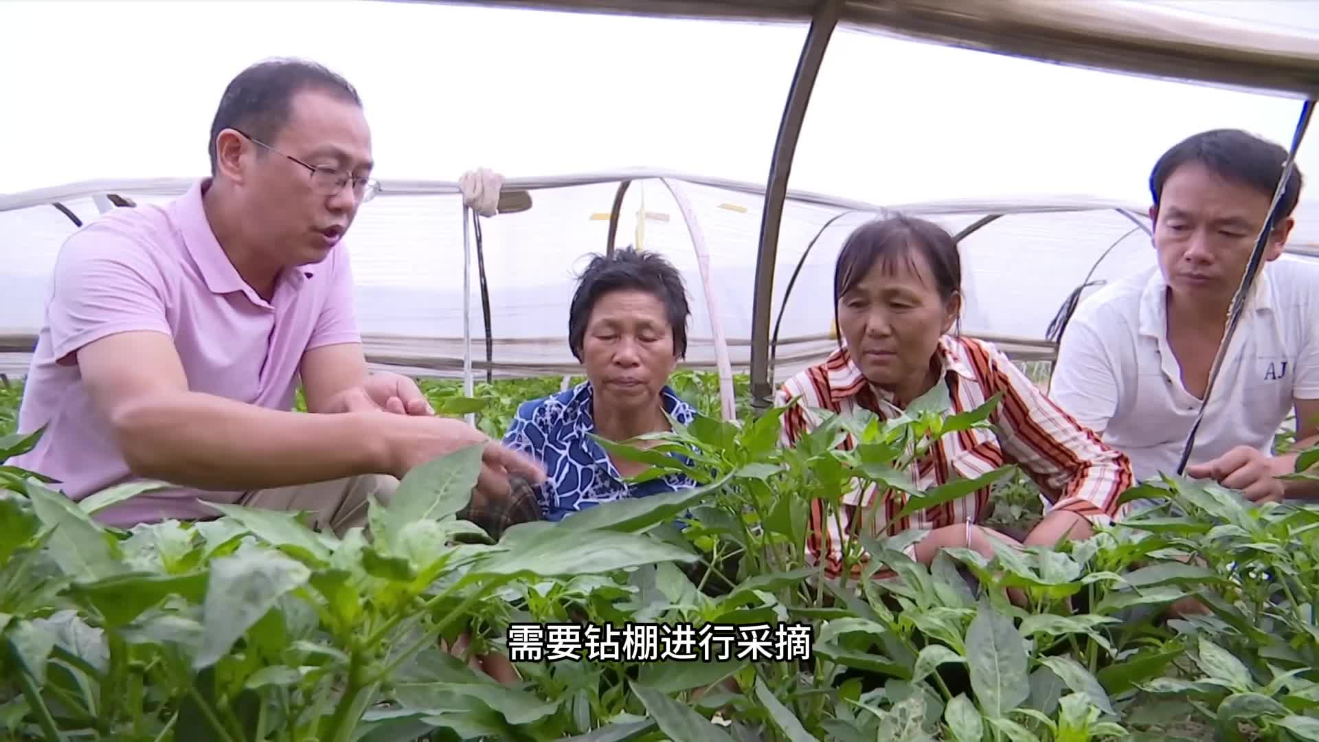 高安辣椒的三次“棚改”