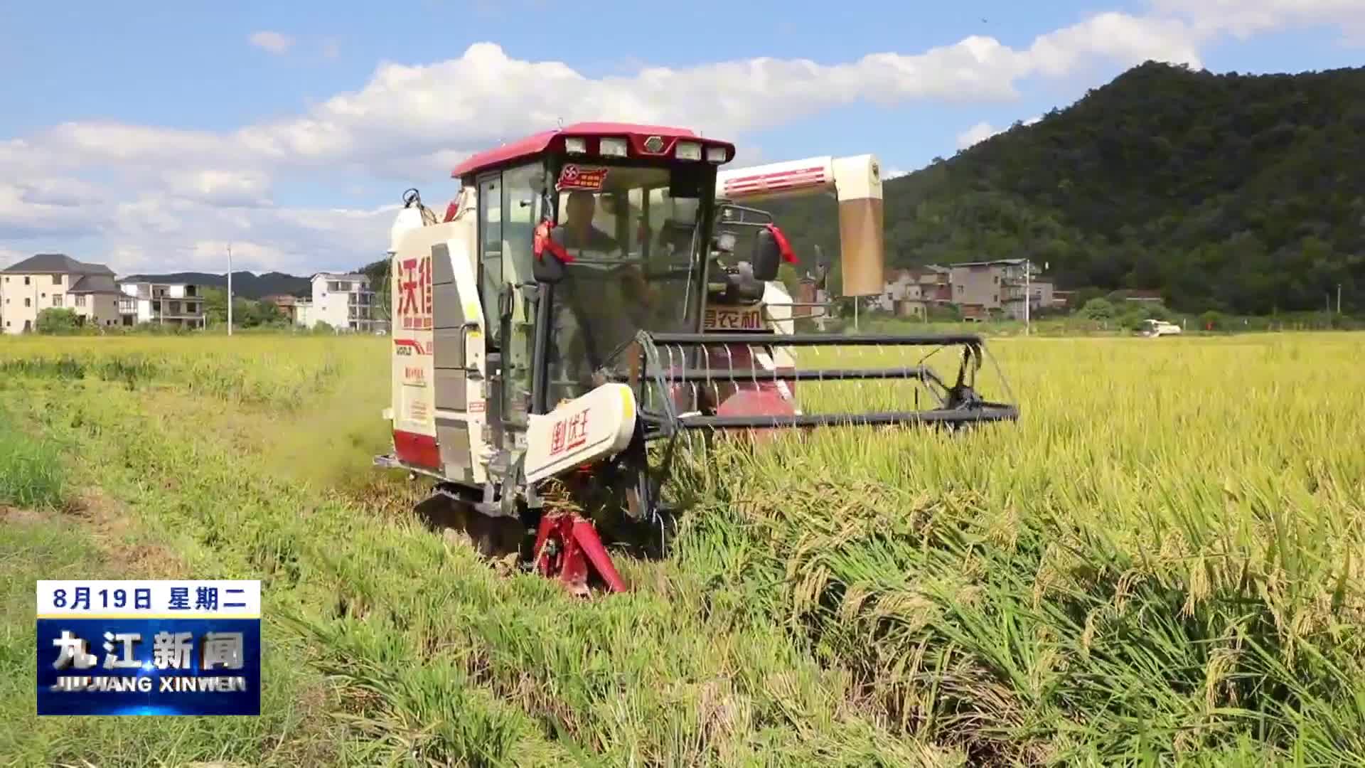 彭泽：万亩再生稻迎头茬收割