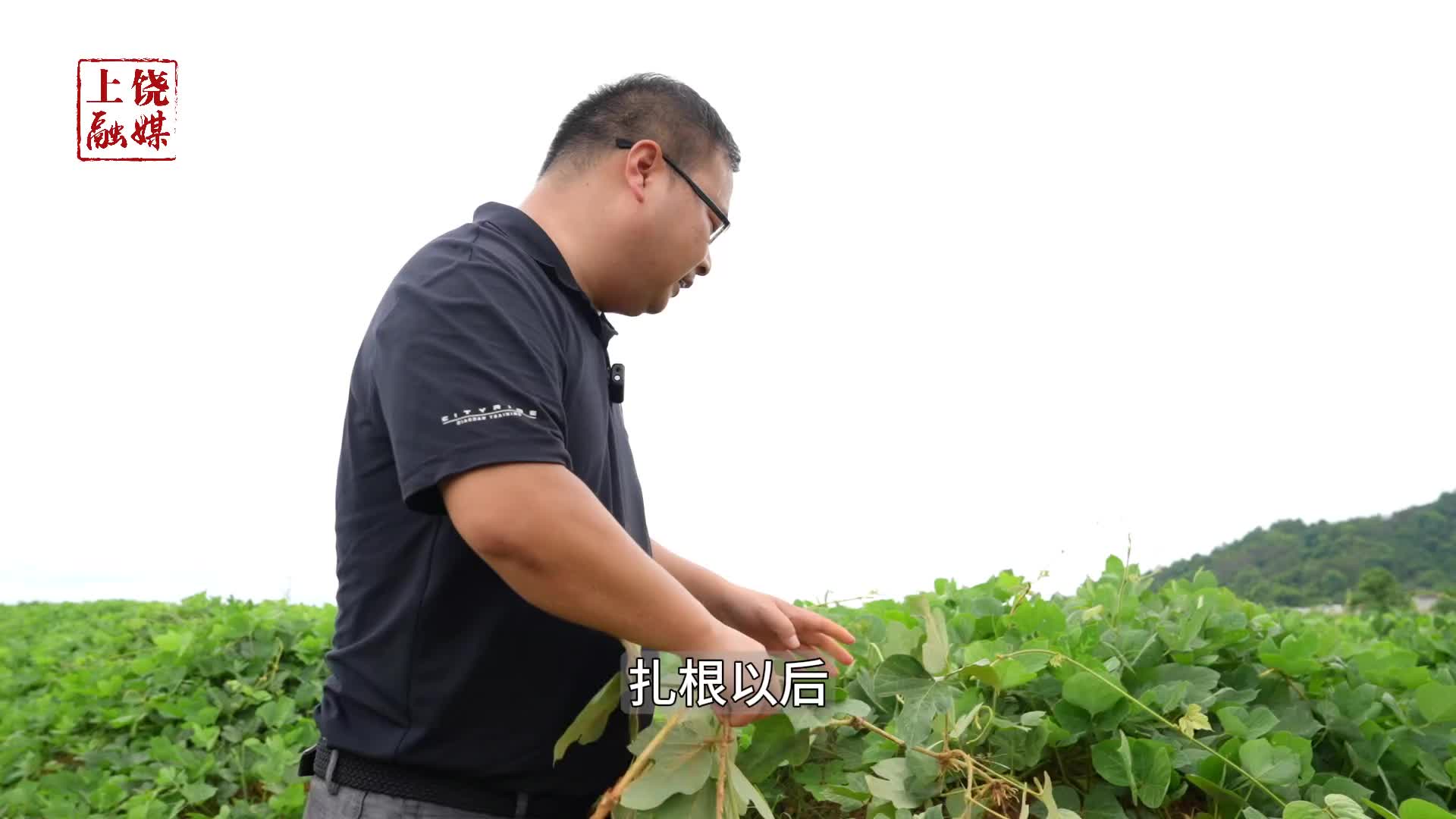 上饶横峰：葛藤爬出绿色奇迹