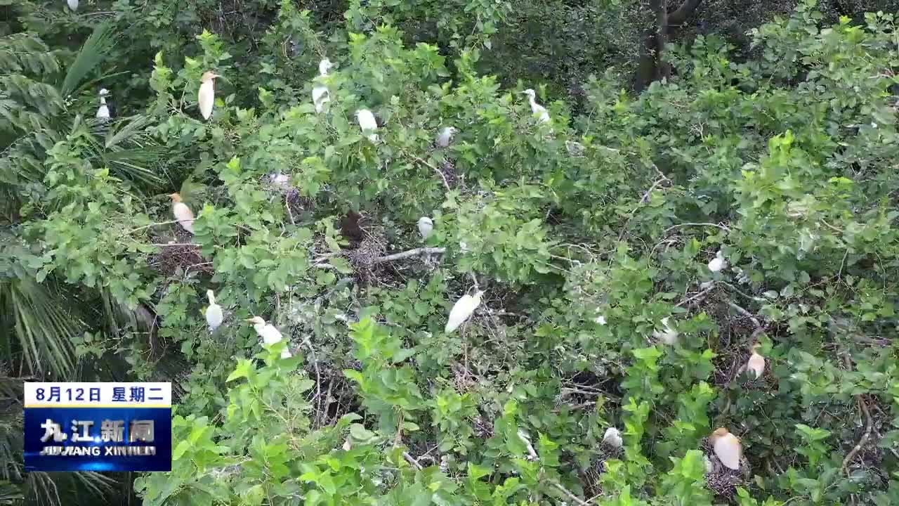 武宁：修河国家湿地公园鹭鸟育雏忙