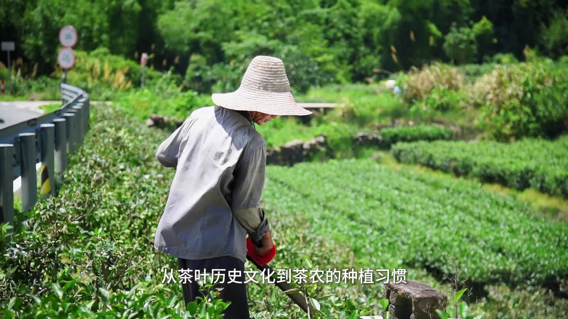 王庆平：茶香里的半生坚守