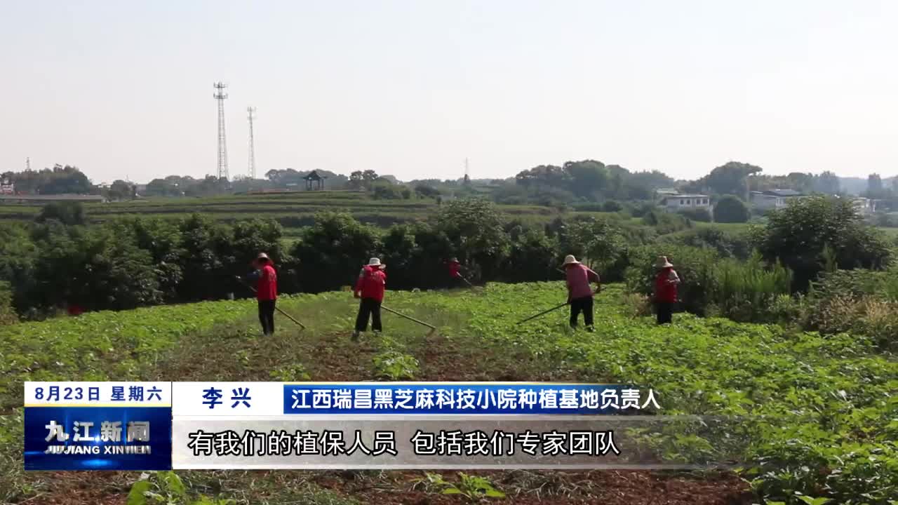 瑞昌：黑芝麻管护忙 静候丰收香