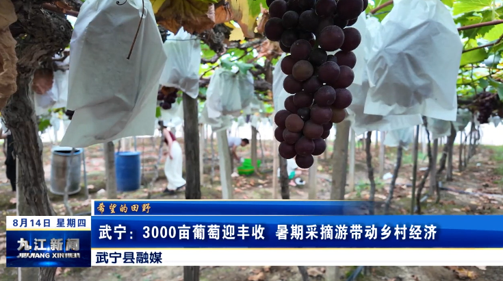 武宁：3000亩葡萄迎丰收 暑期采摘游带动乡村经济