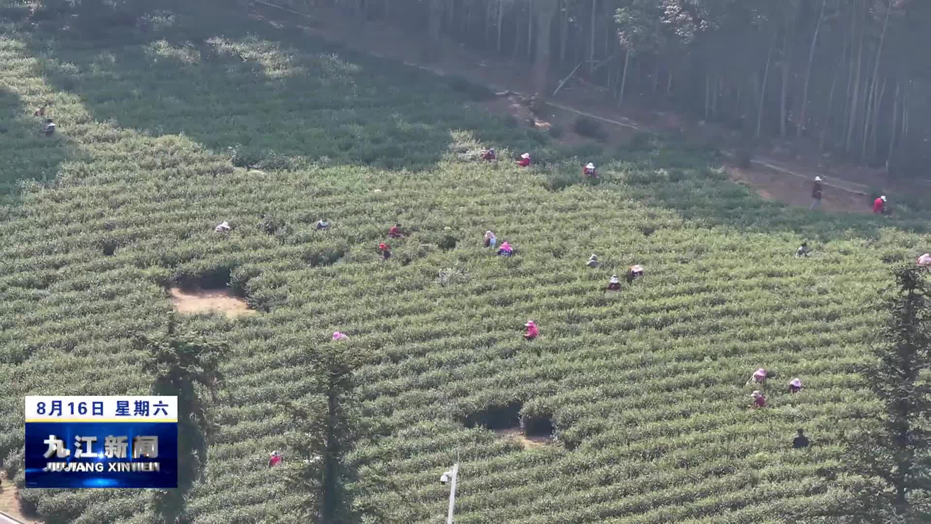 【干出好年景 拼出好气象——经济一线蹲点调研•走基层 看“四稳”】庐山市：“一片叶”托起一个梦
