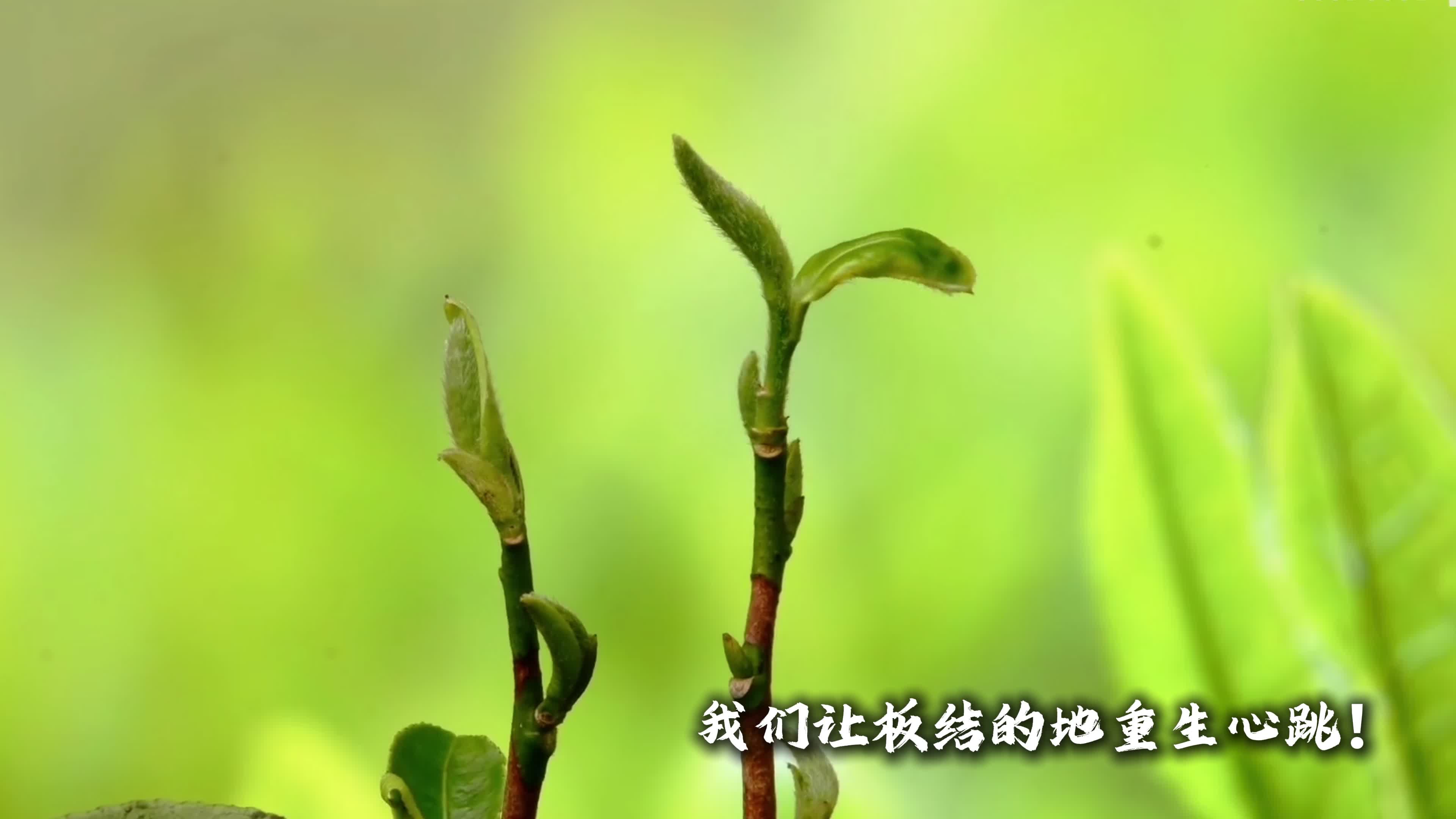 一片叶子的千年承诺