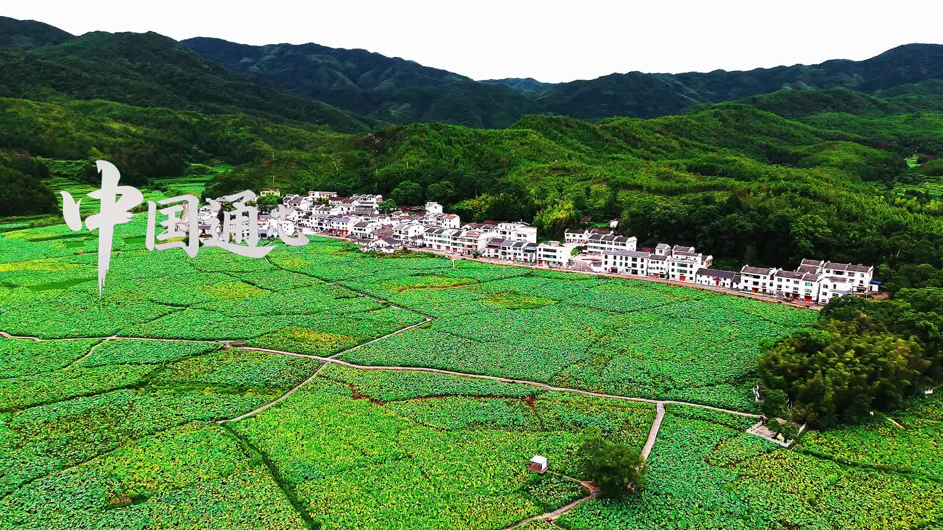 江西广昌白莲，一口鲜走向天南地北