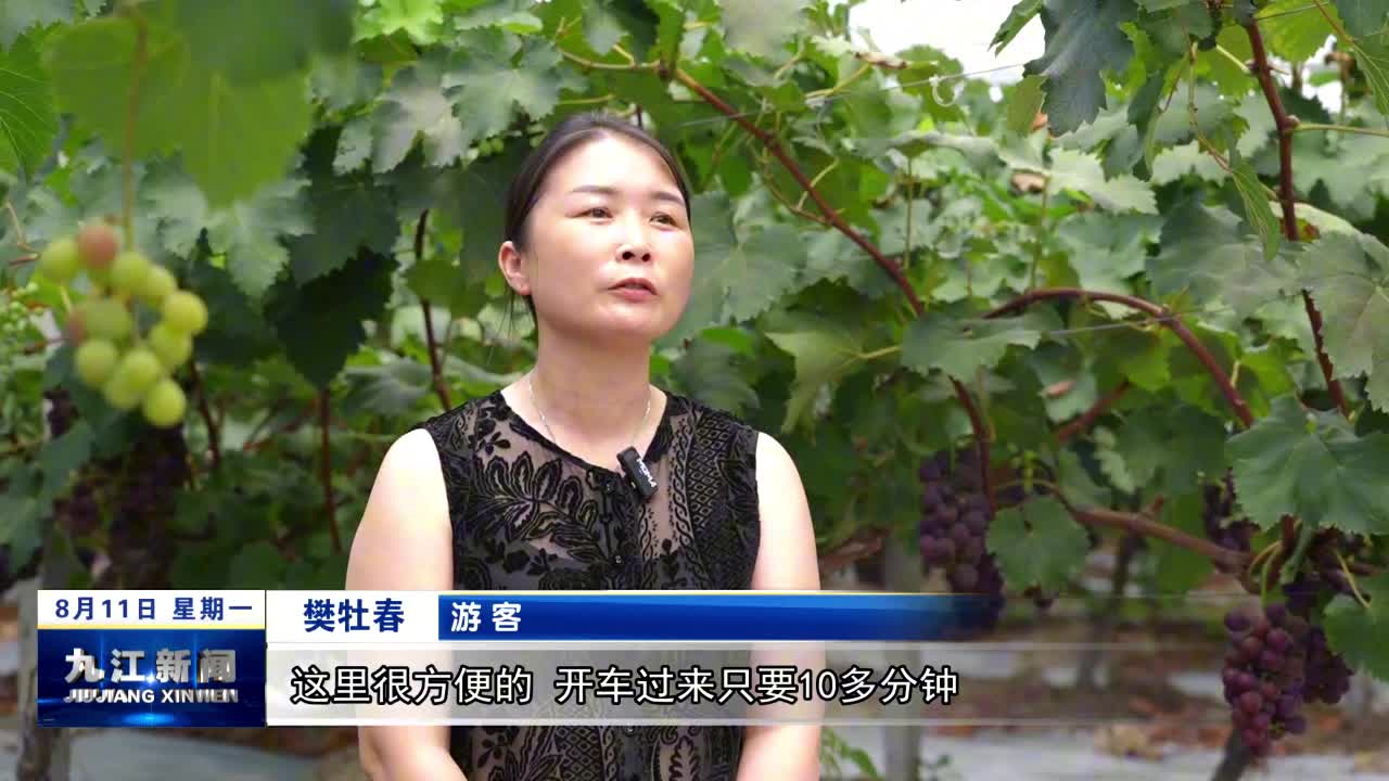 修水：葡萄喜迎丰收季 生态采摘引八方客