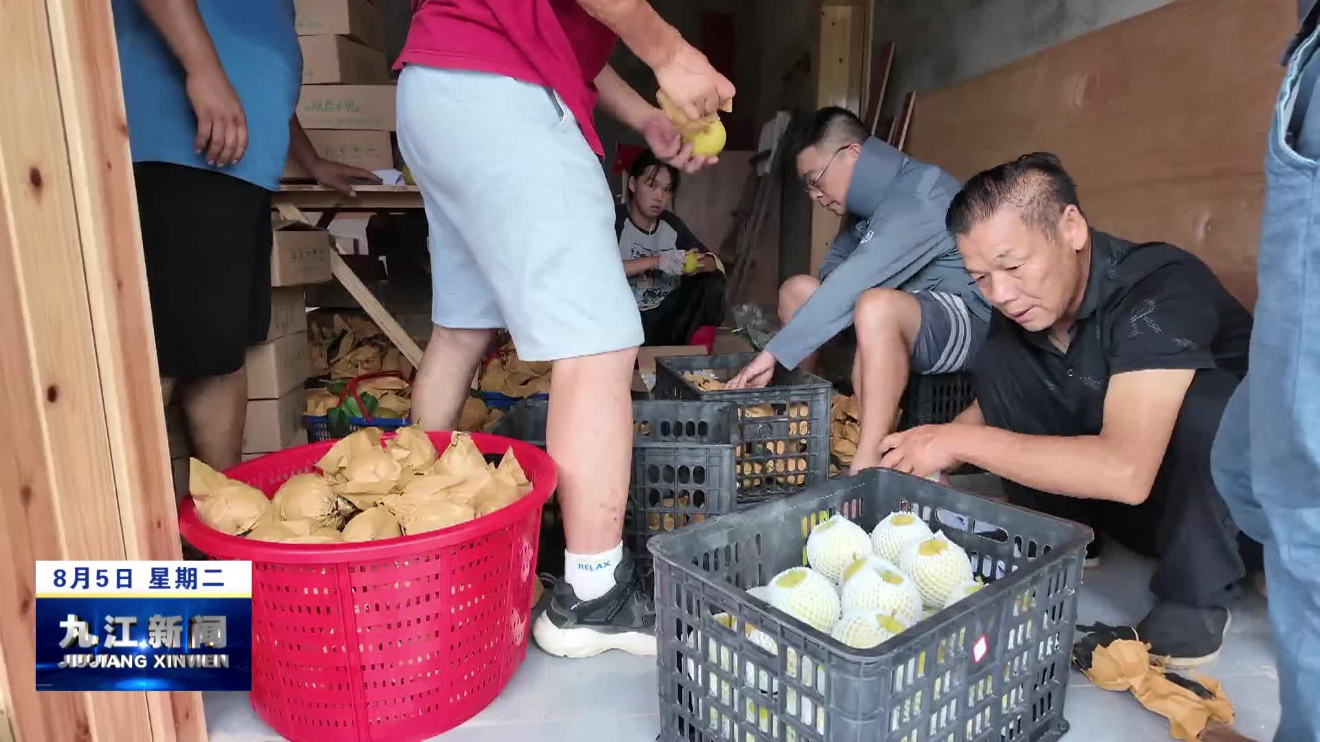 武宁：高山翠冠梨丰收上市