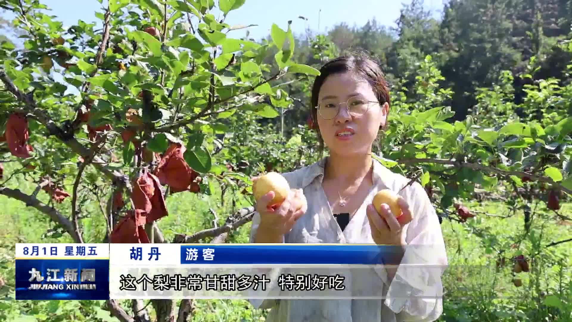 修水：种下“黄金梨” 收获“致富果”
