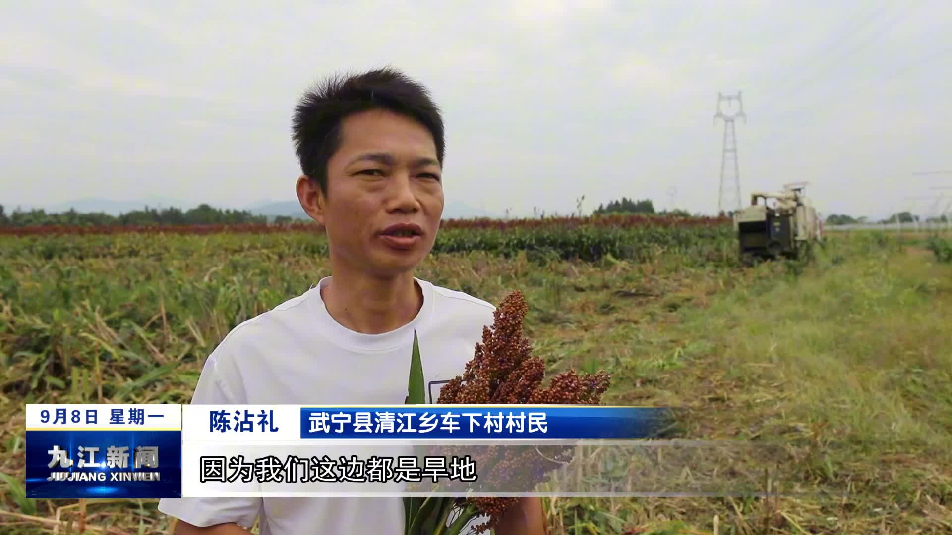 武宁：两千多亩高粱喜获丰收