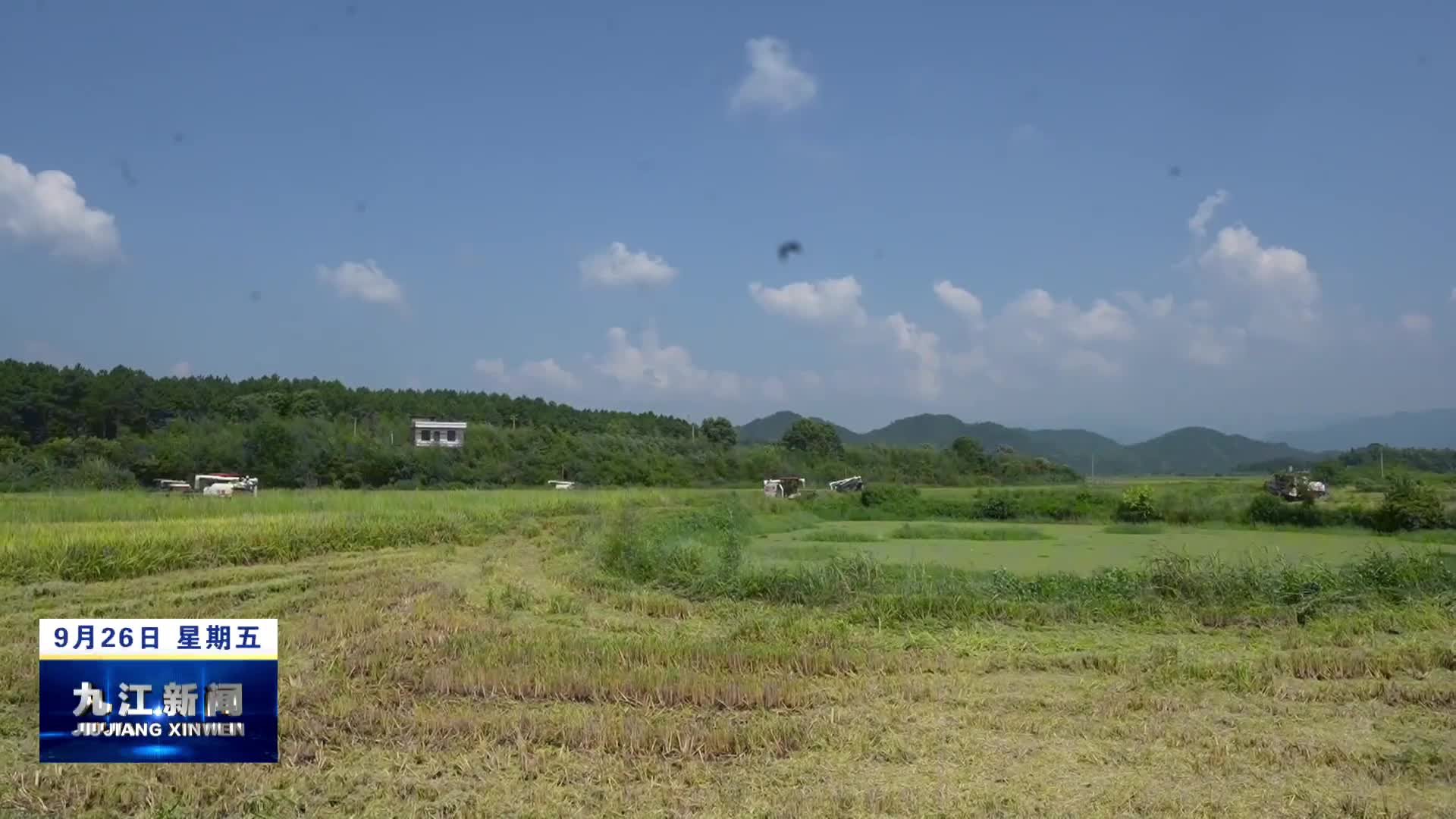 武宁： 两万亩再生稻开始集中收割