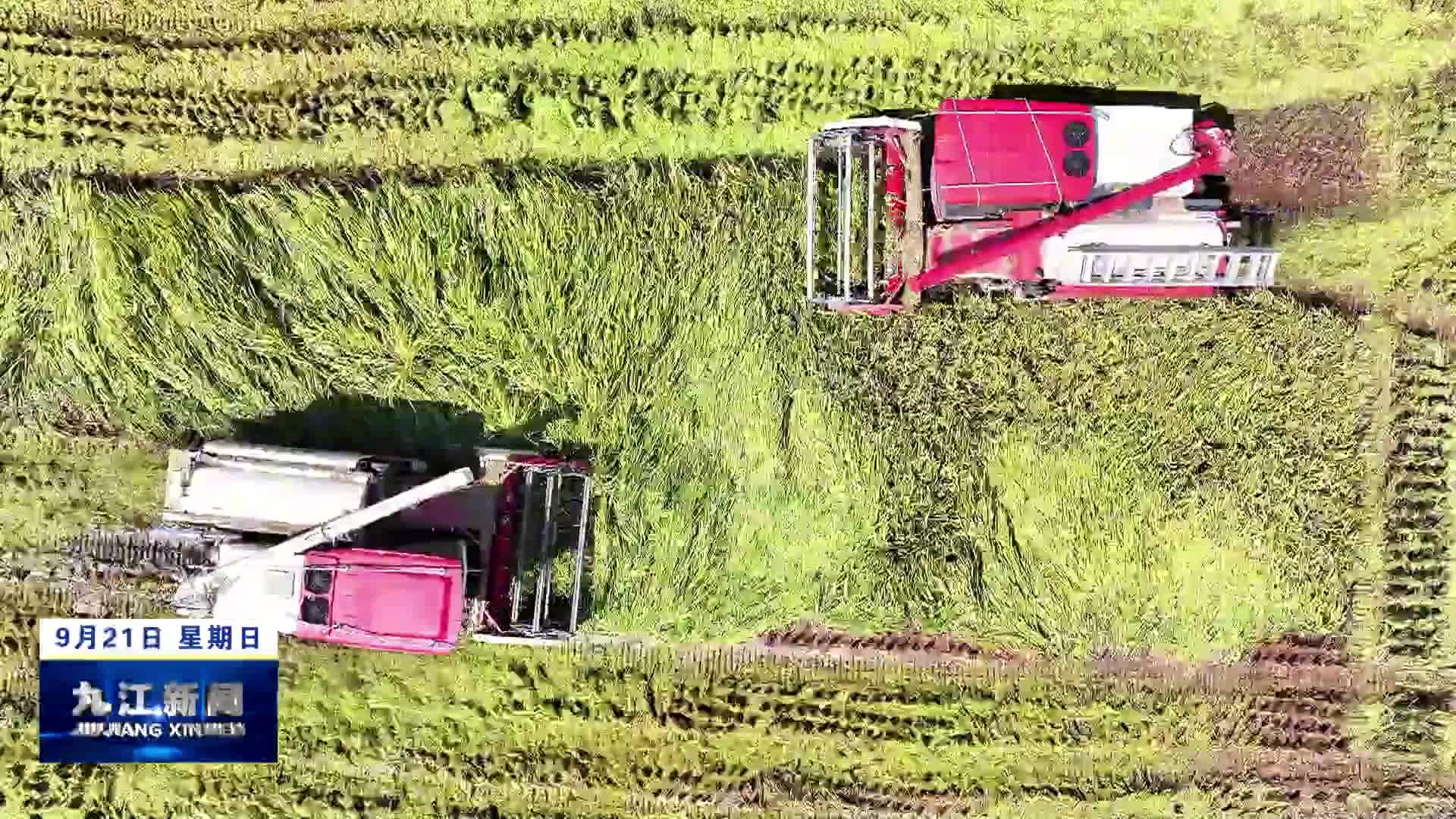 瑞昌：12.1万亩中稻开镰收割 