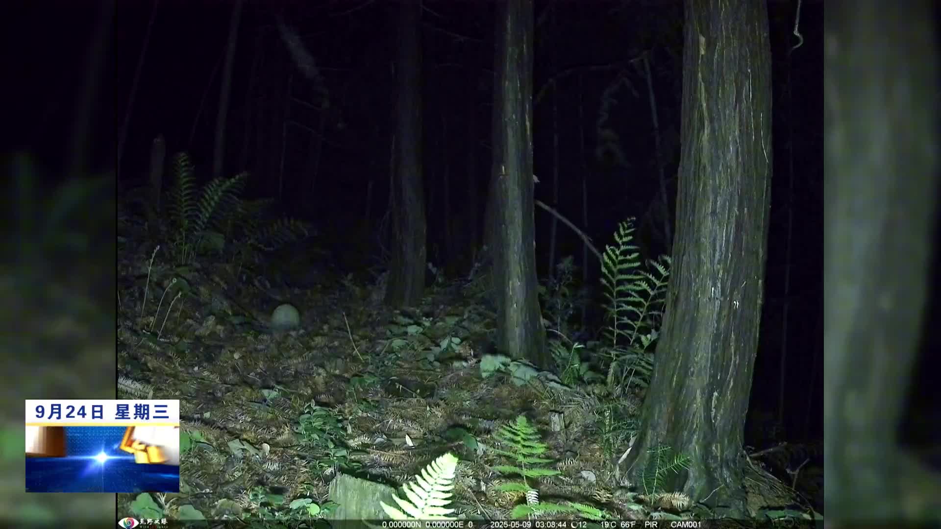 庐山自然保护区首次拍摄到中华穿山甲夜间活动彩色影像