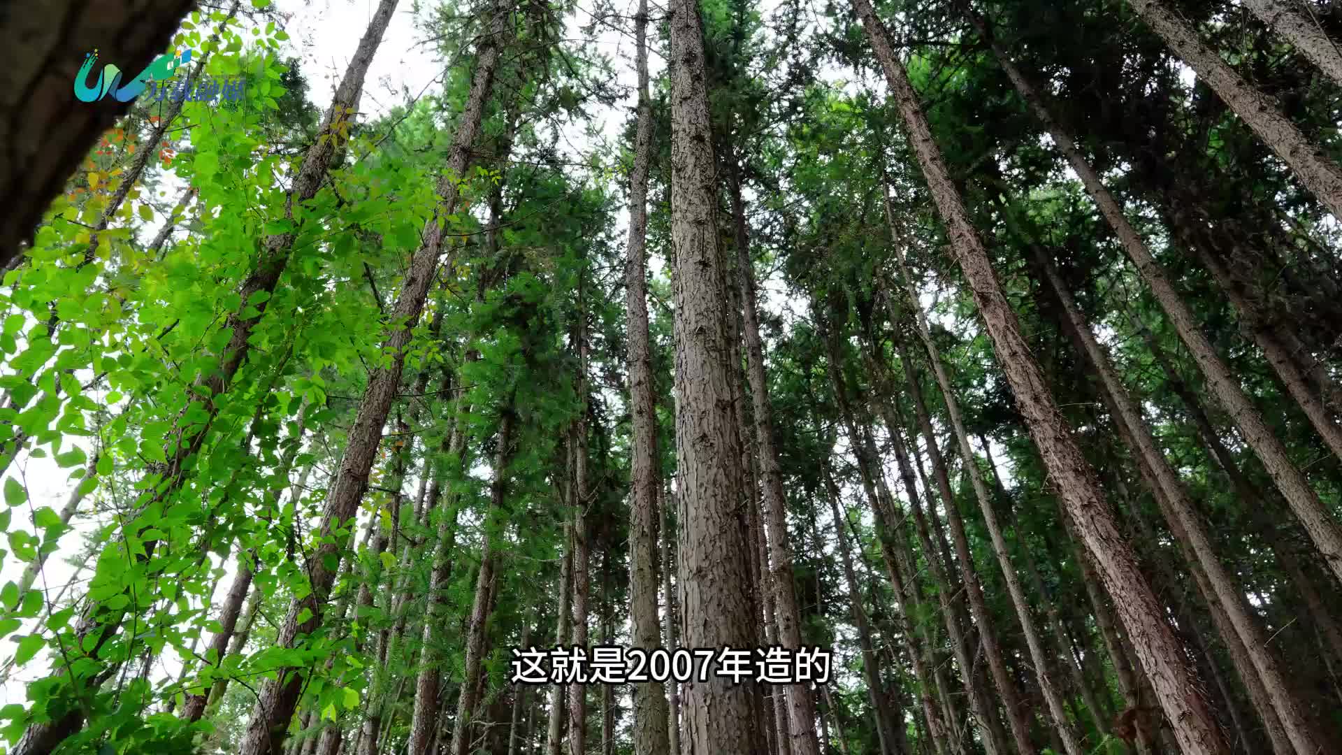 罗城镇藏溪村：种树这事儿不能输！