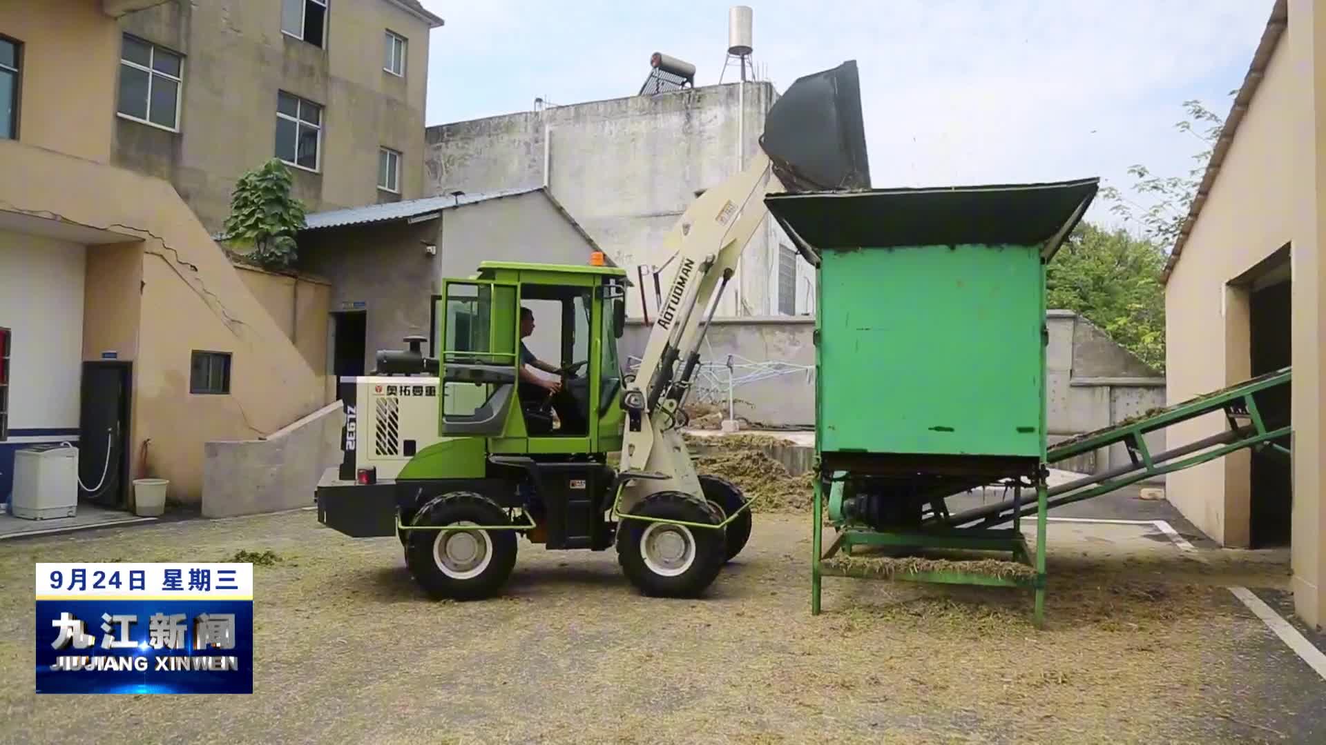 湖口：昔日荒坡“披绿衣” 千亩巨菌草喜获丰收