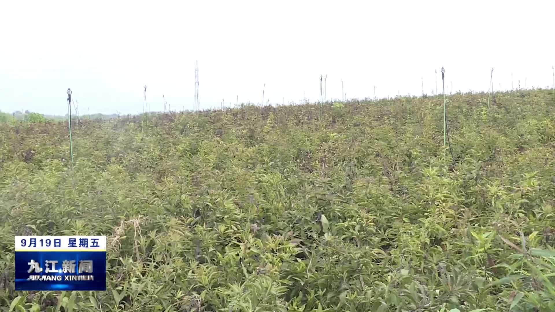 市领导在永修县开展重大项目和中医药发展情况调研