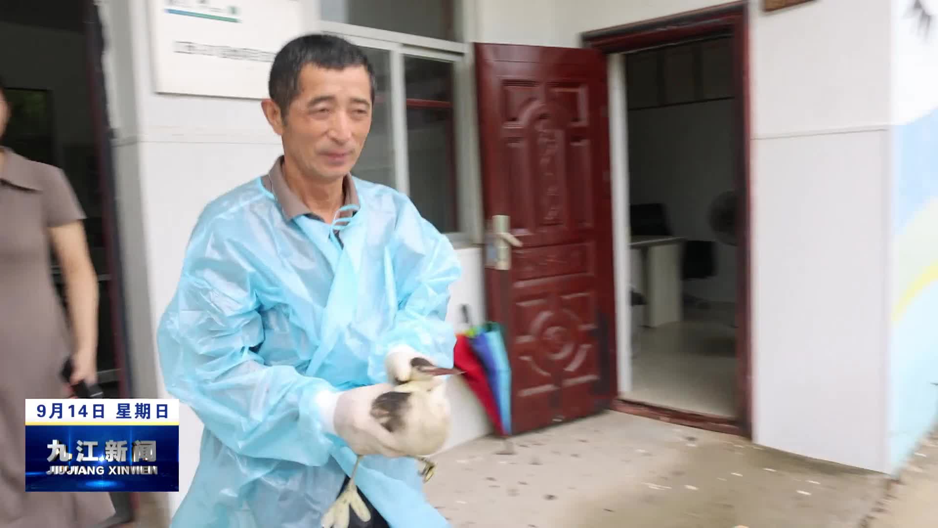 都昌：成功救治放飞一只凤头䴙䴘