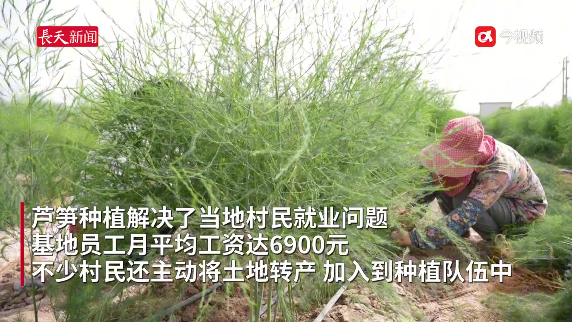 江西芦笋在帕米尔高原“安家” 2年内将打造全国最大芦笋种植基地