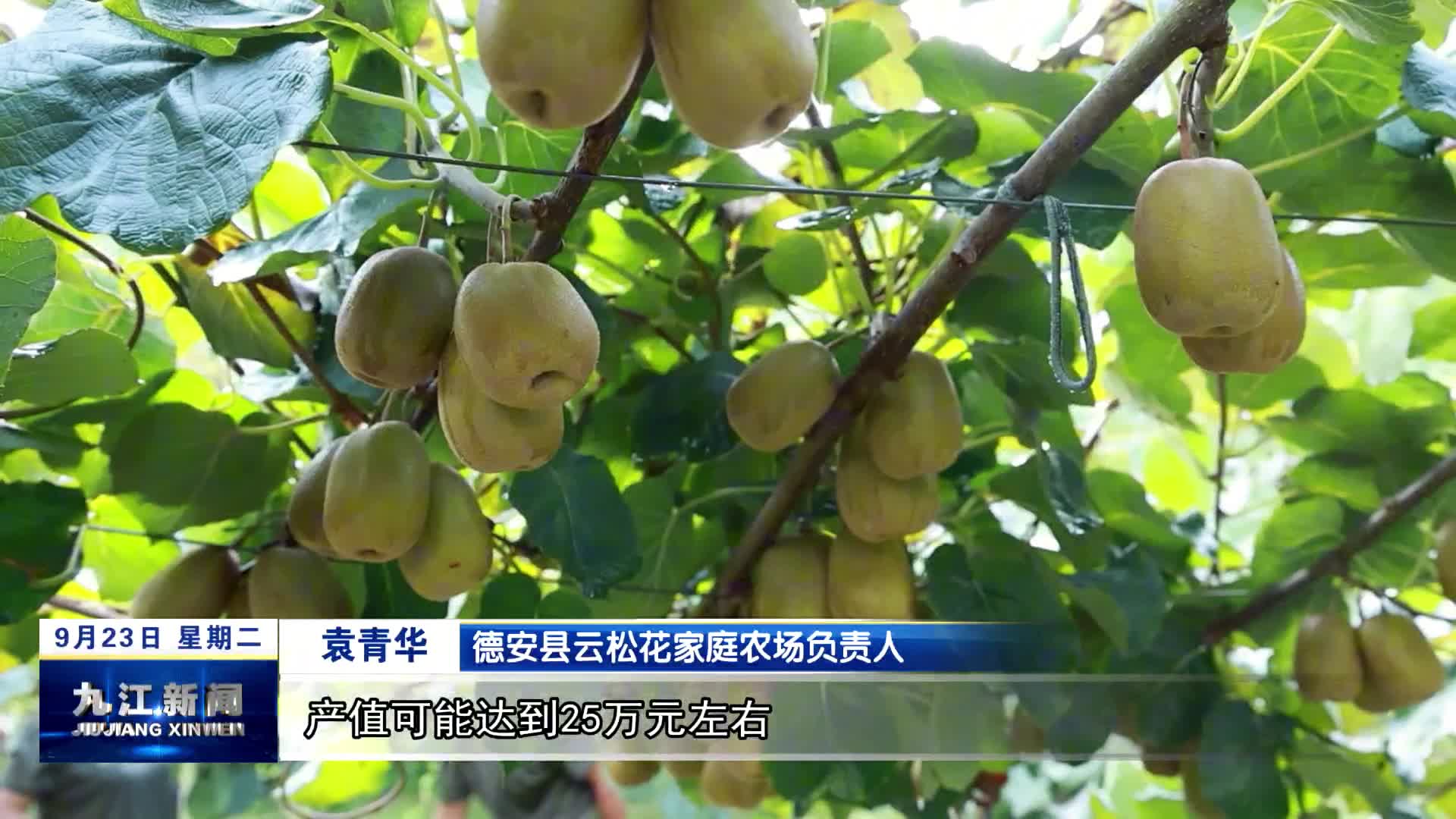 德安：猕猴桃结出“致富果”   绘就乡村振兴好图景