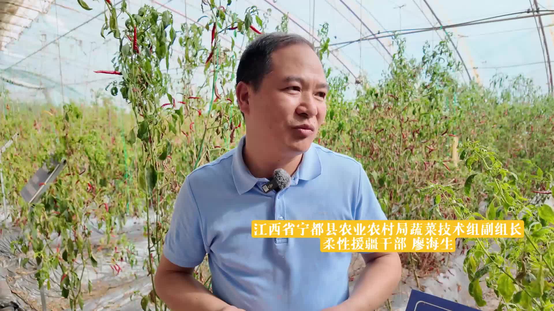 新疆地里，长出了江西辣椒和芦笋？