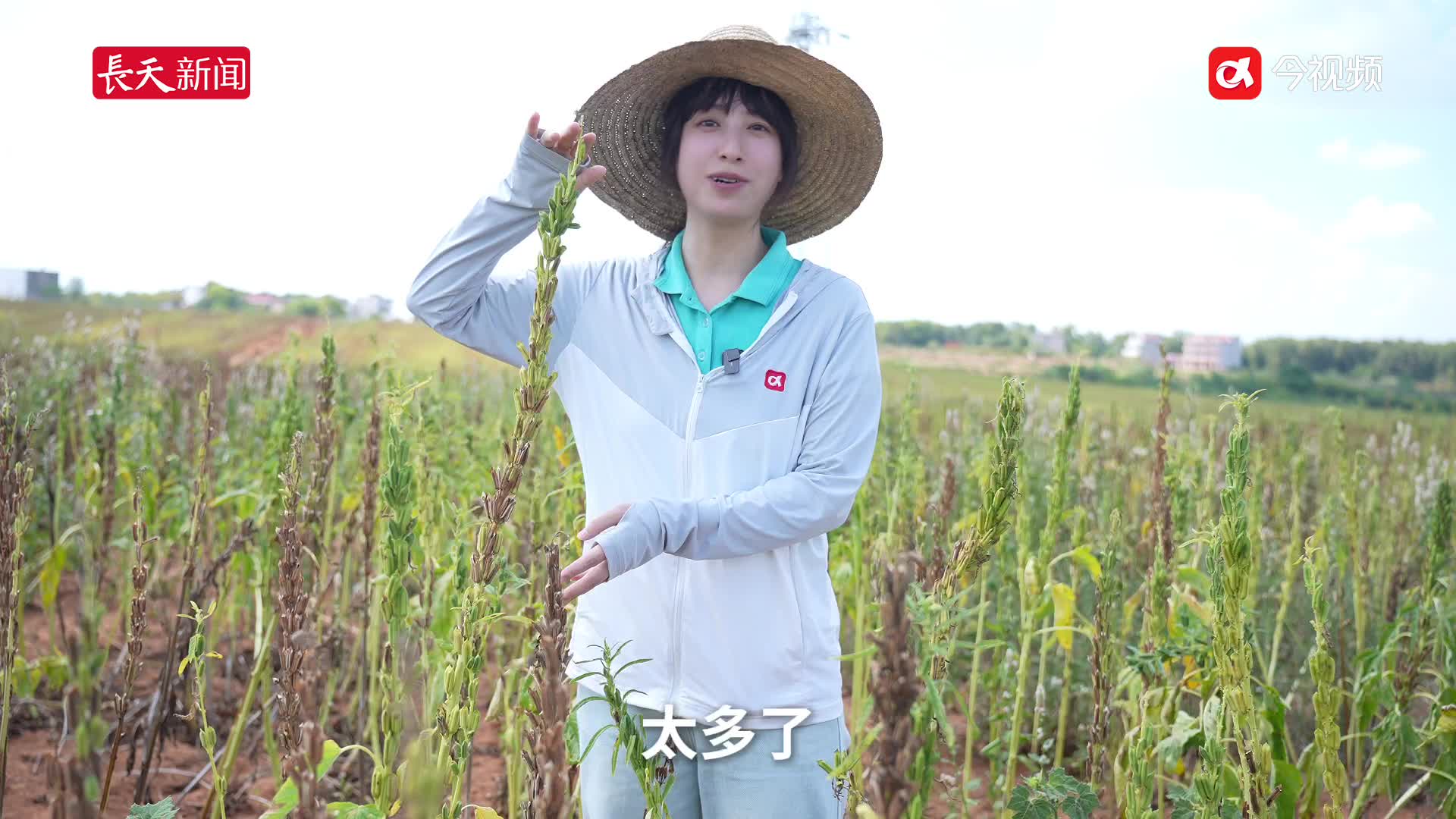 从“抛荒地”到“希望田”，进贤黑芝麻香飘海外